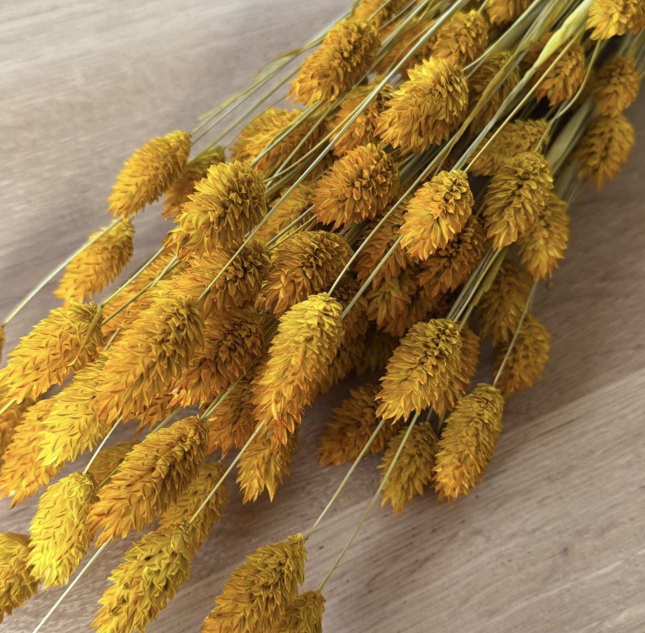 Phalaris | Kanariengras | Sonnengelb