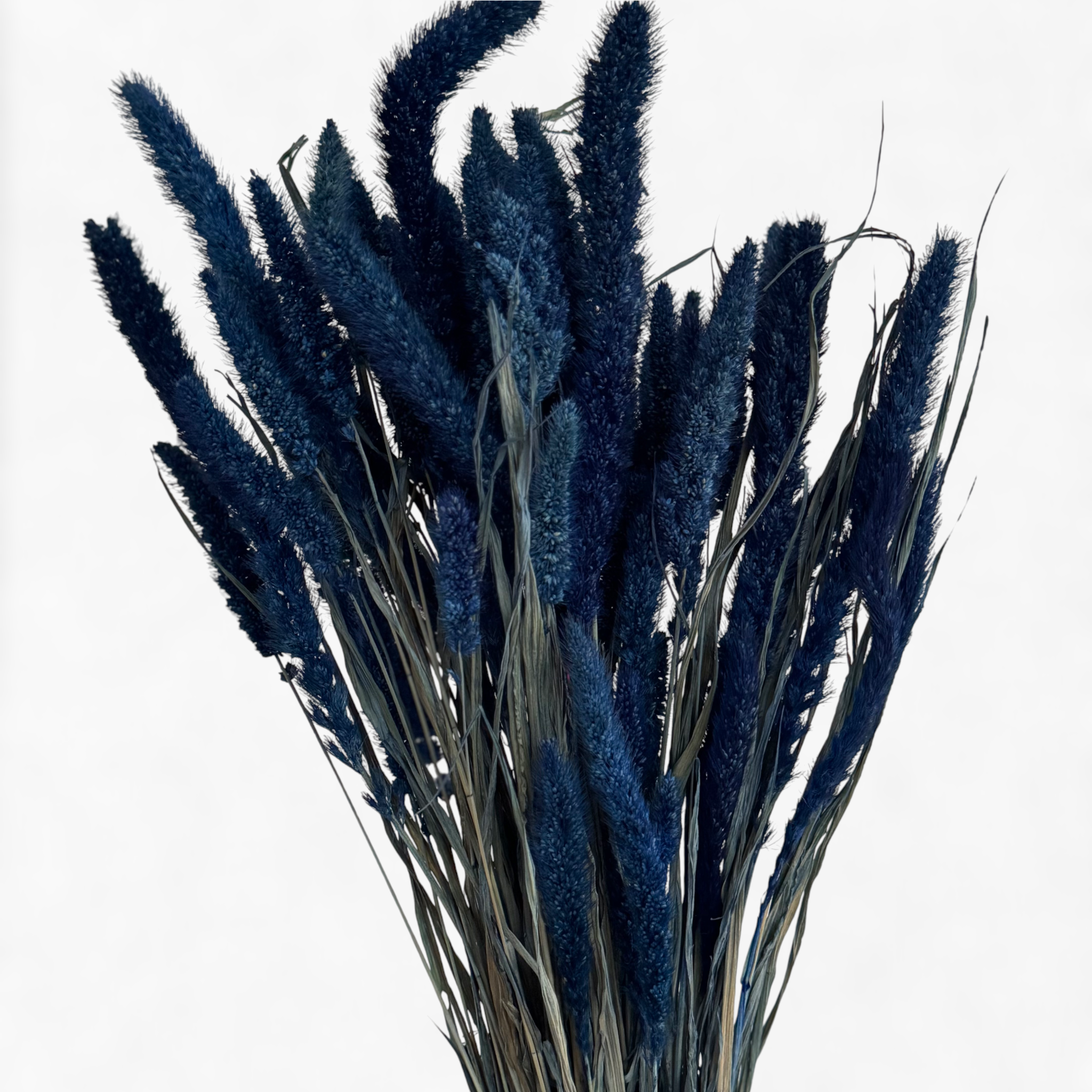 Setaria | Borstenhirse | Blau