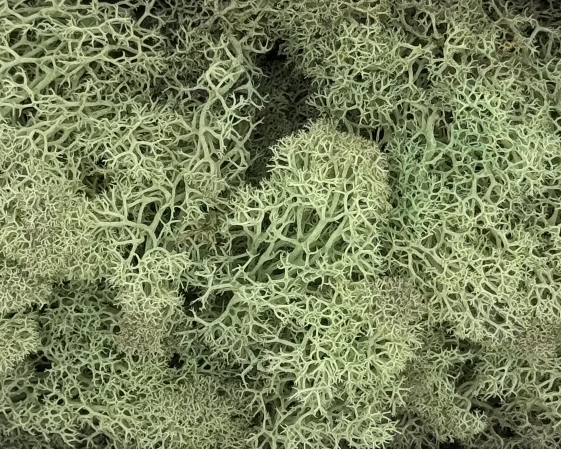 Islandmoos | Minzgrün