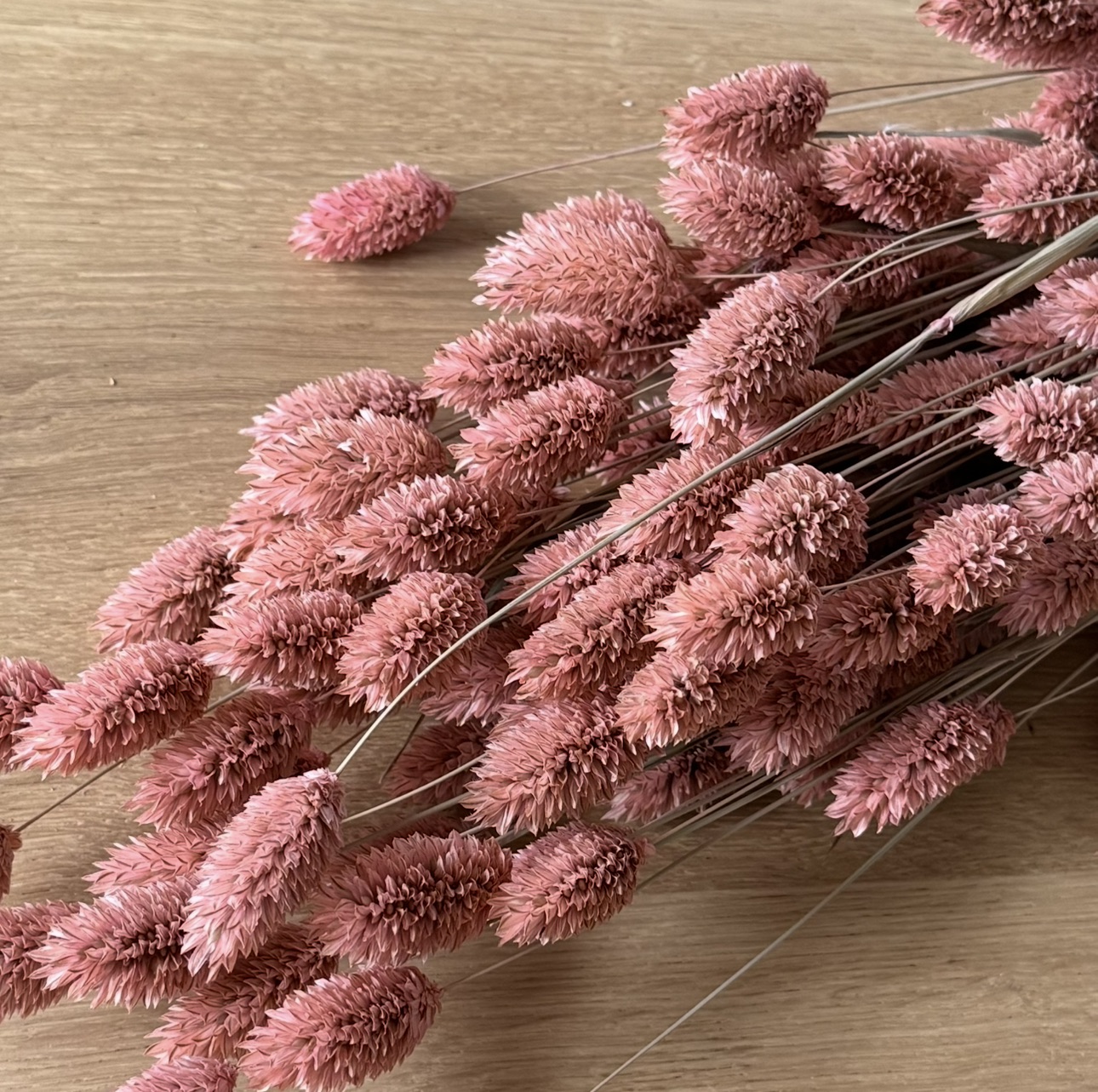 Phalaris | Kanariengras | Hellrosa