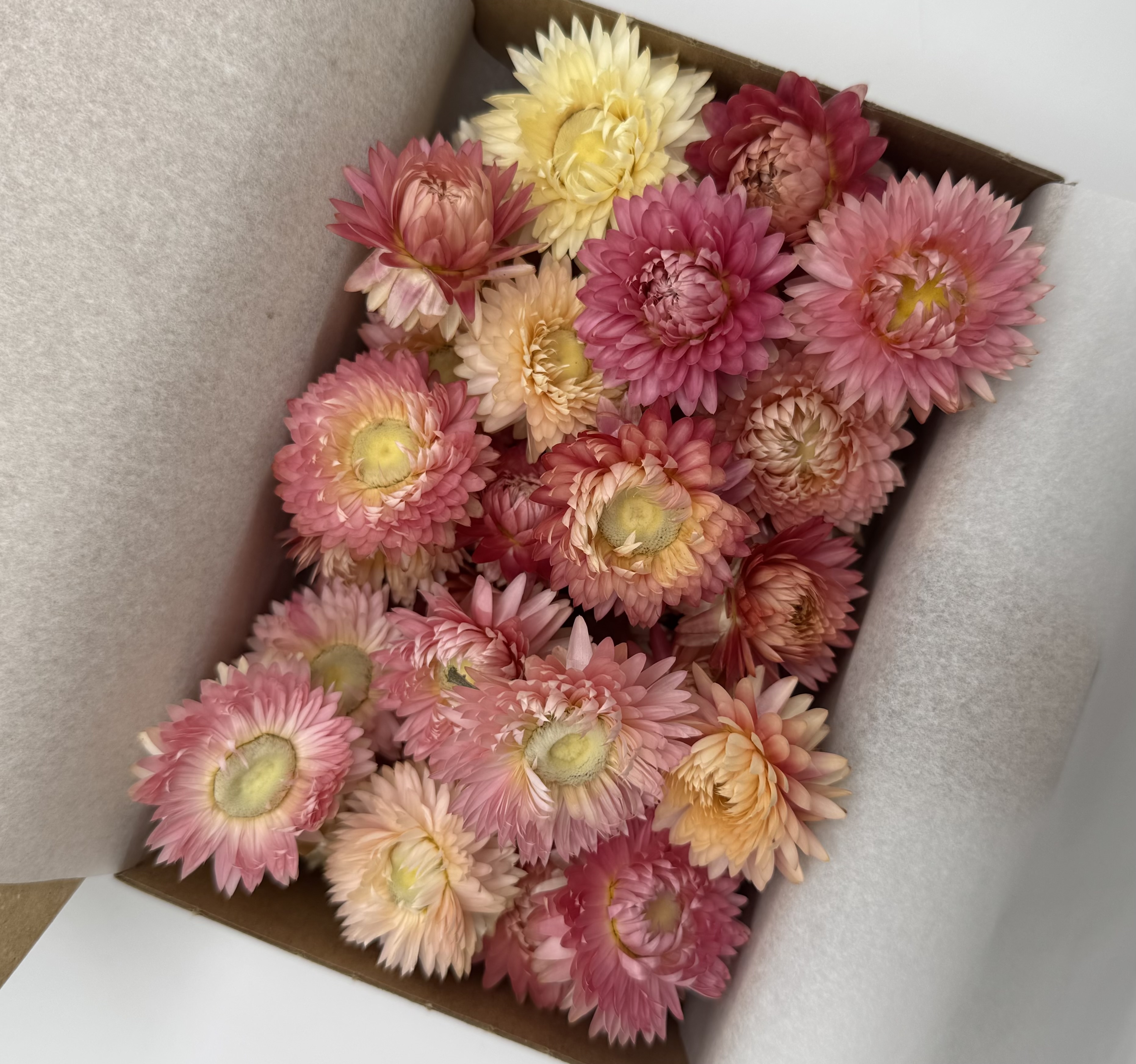 Strohblumenköpfe Rosa | S