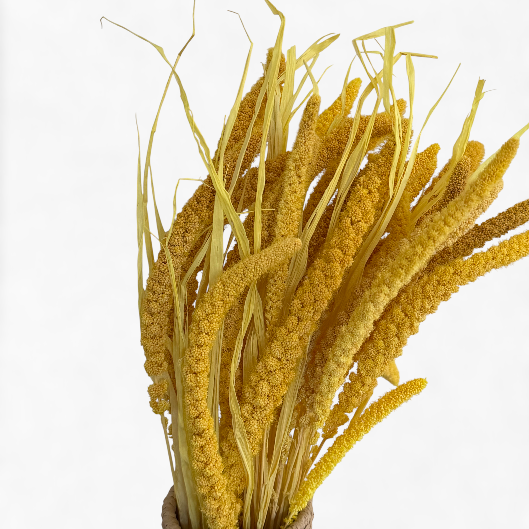 Setaria | Borstenhirse | Gelb