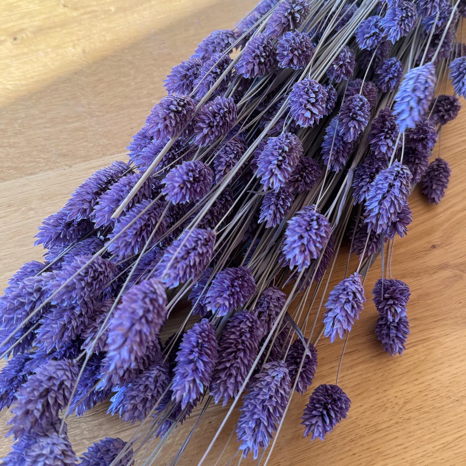 Phalaris | Kanariengras | Milka