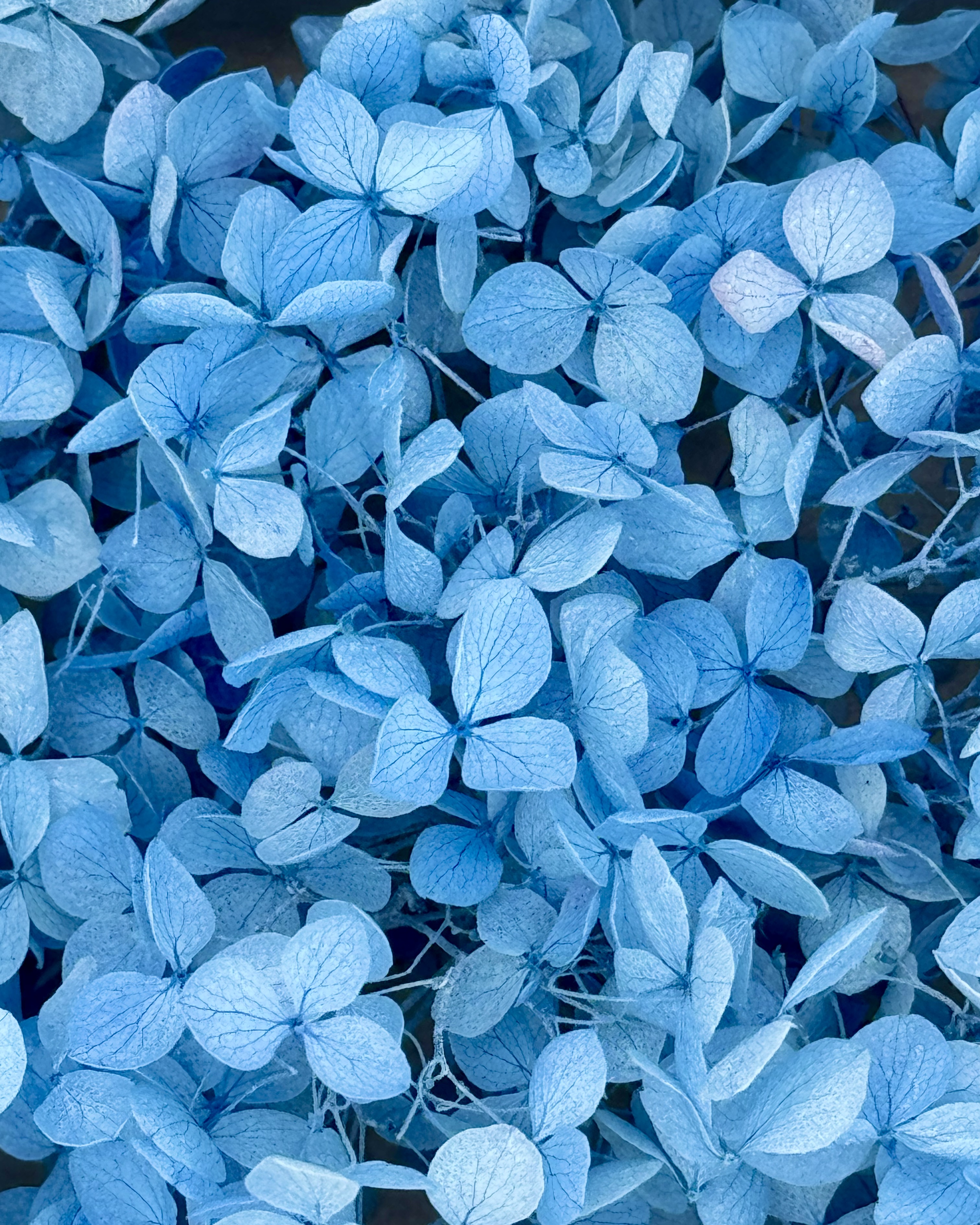 Hortensienzauber Blau