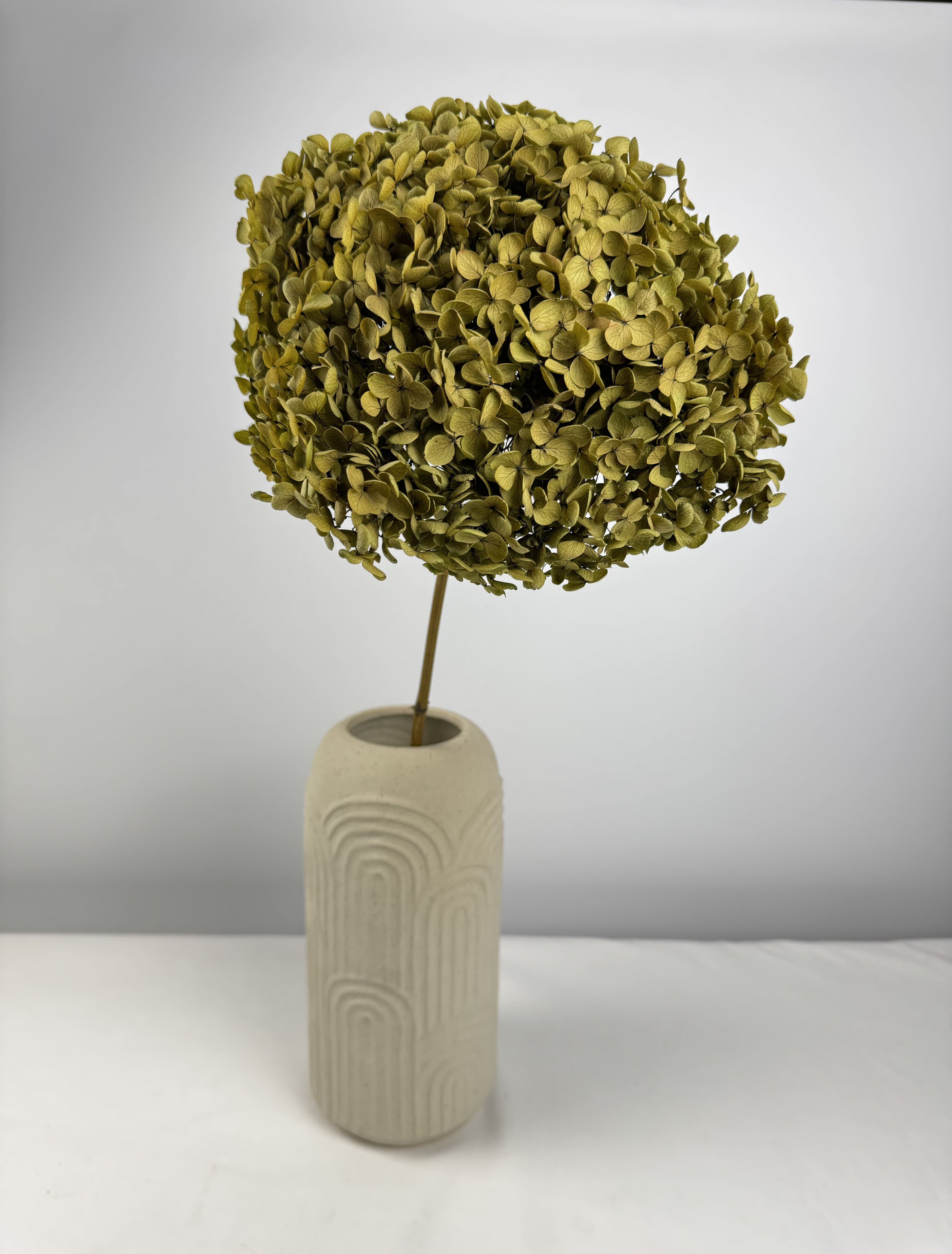 Anna-Hortensie XL mit Stiel | Olivgrün