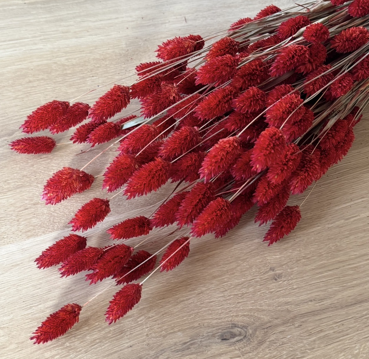 Phalaris | Kanariengras | Rot