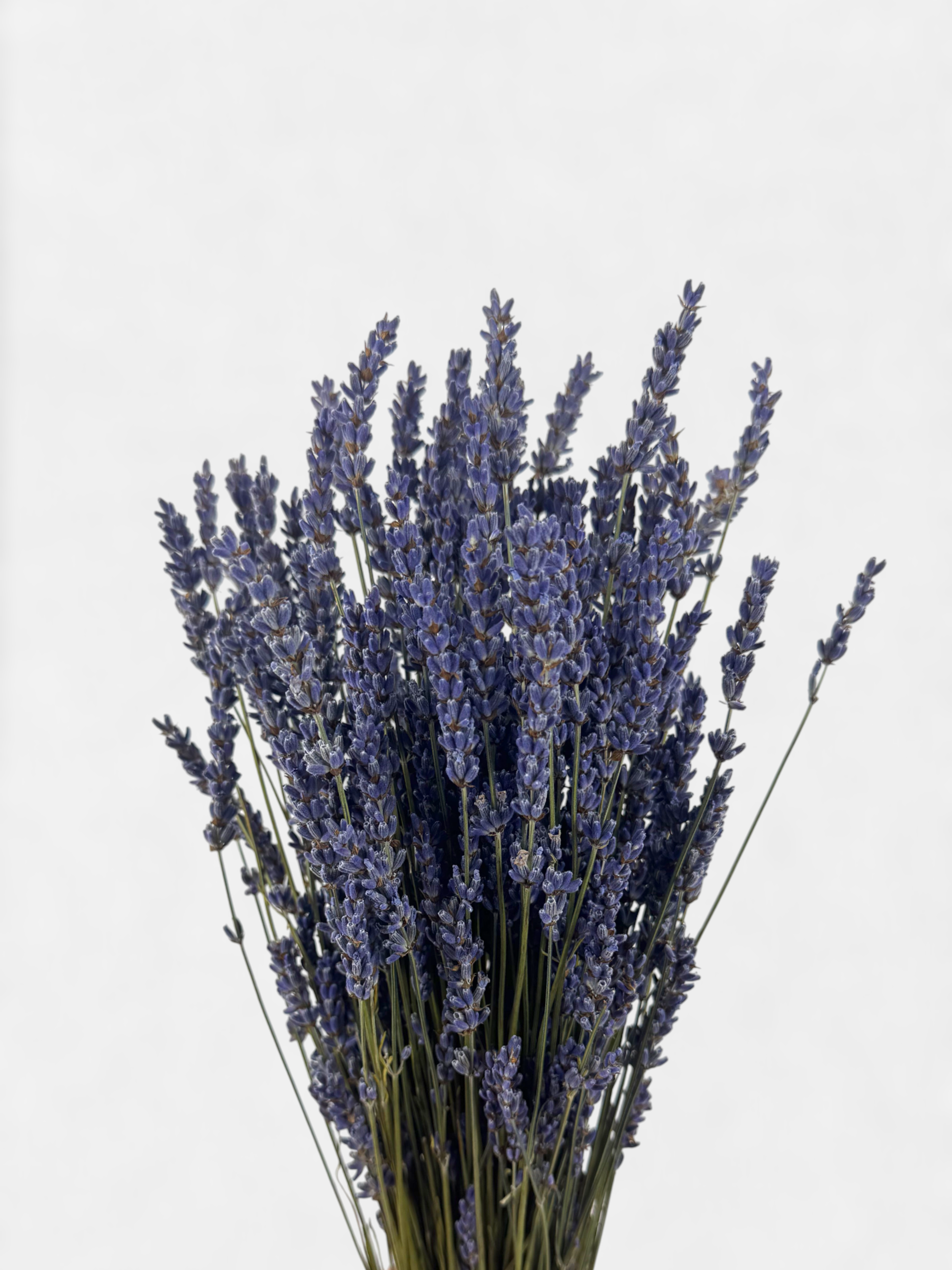 Lavendel