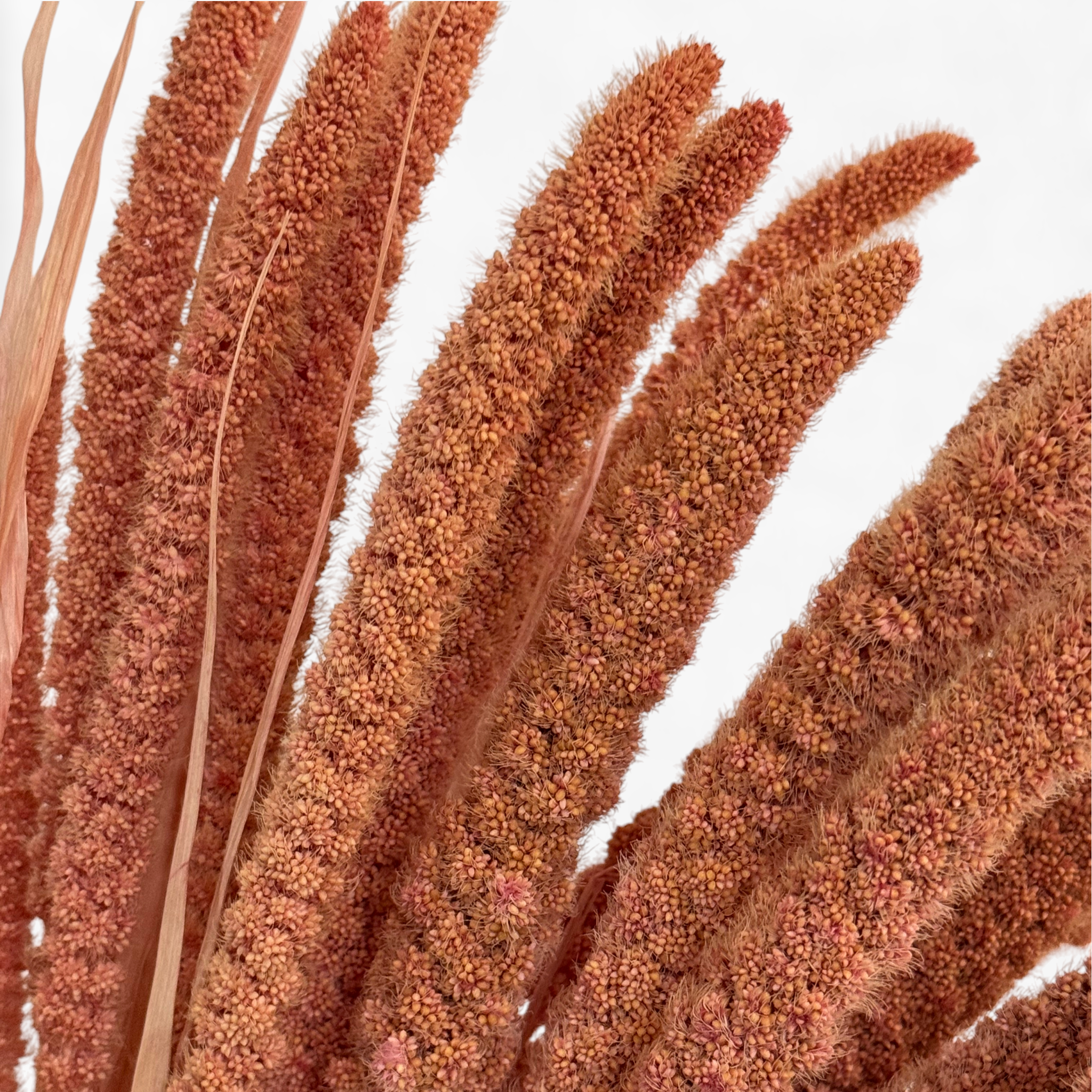 Setaria | Borstenhirse | Altrosa