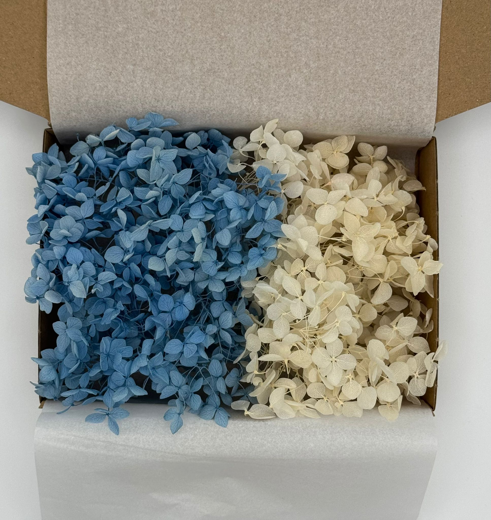 Hortensien Mix |  Hellblau/Creme