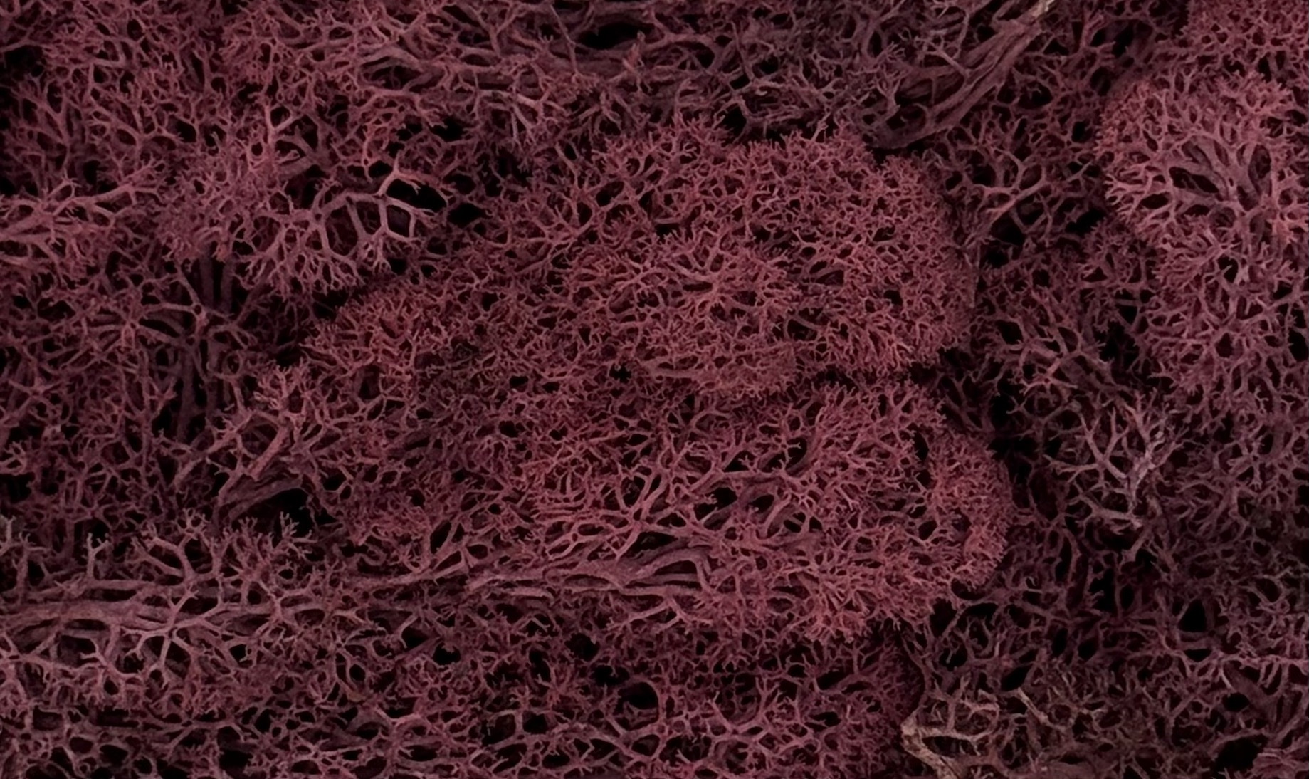 Islandmoos | Bordeauxrot