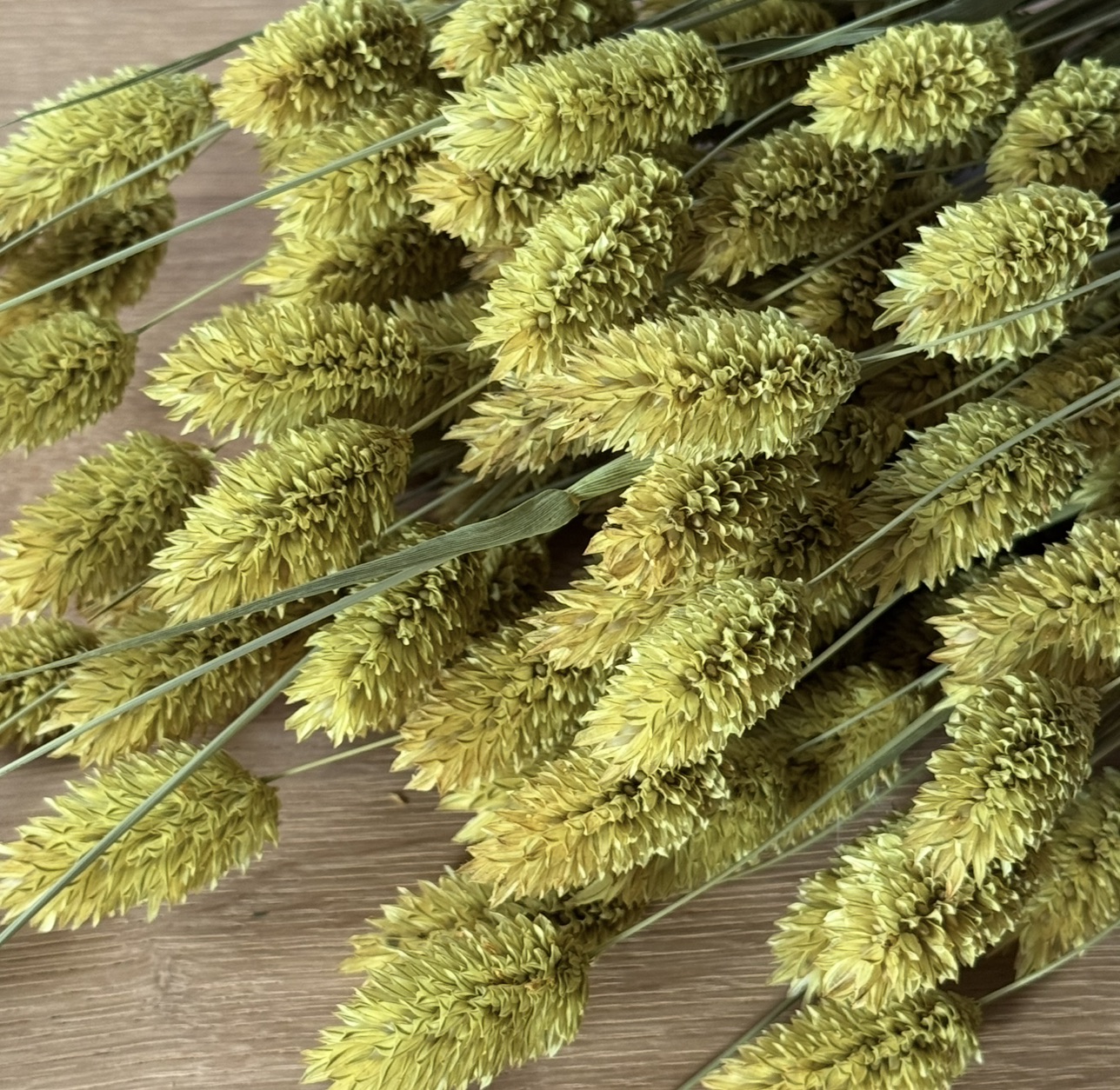 Phalaris | Kanariengras | Hellgelb