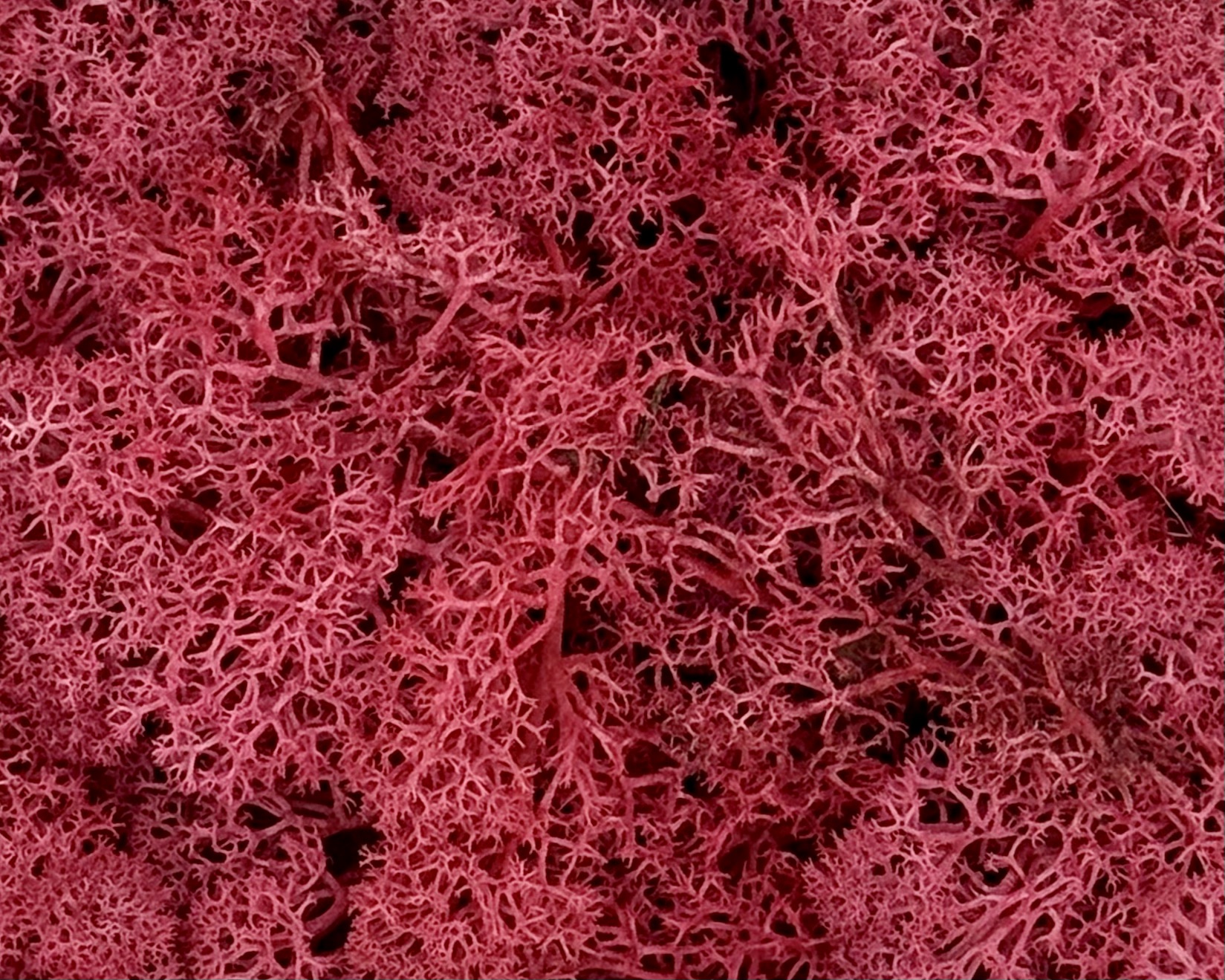 Islandmoos | Fuchsia