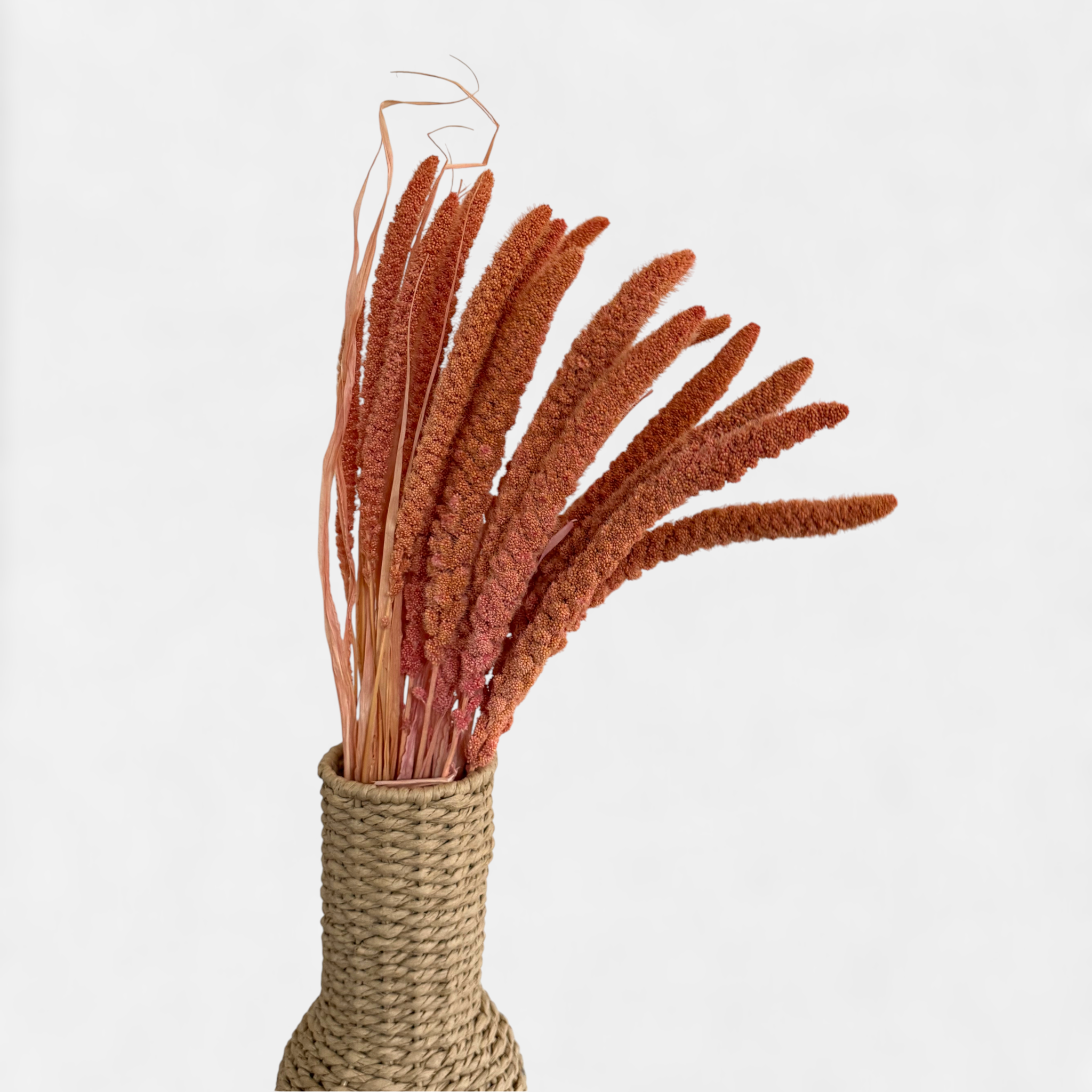 Setaria | Borstenhirse | Altrosa