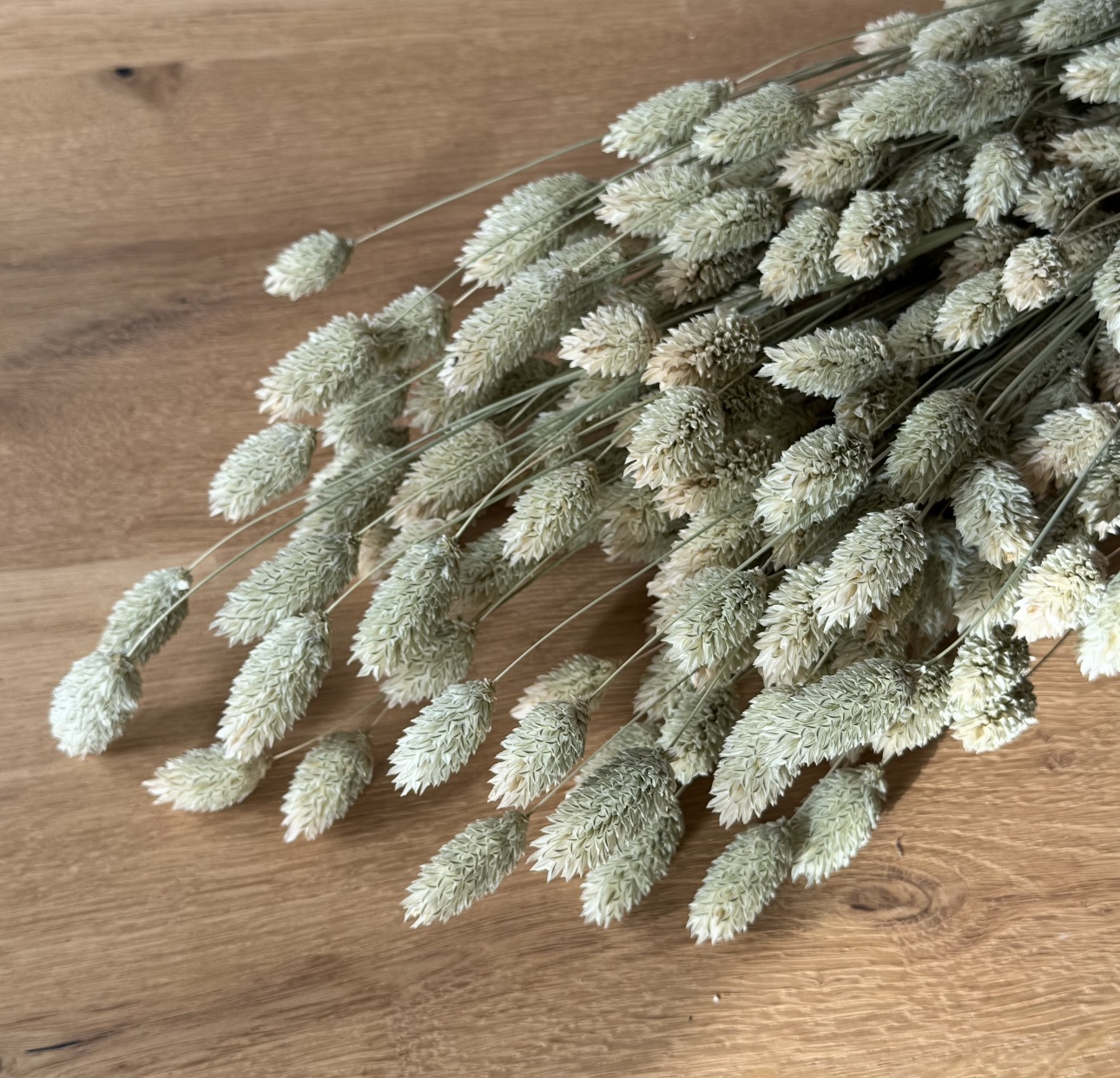 Phalaris | Kanariengras | Natur