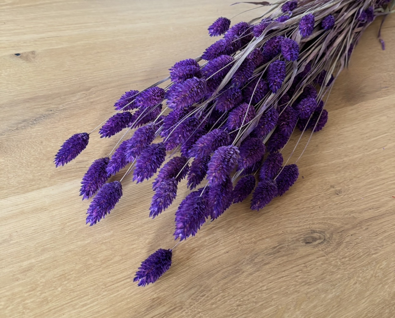 Phalaris | Kanariengras | Lila