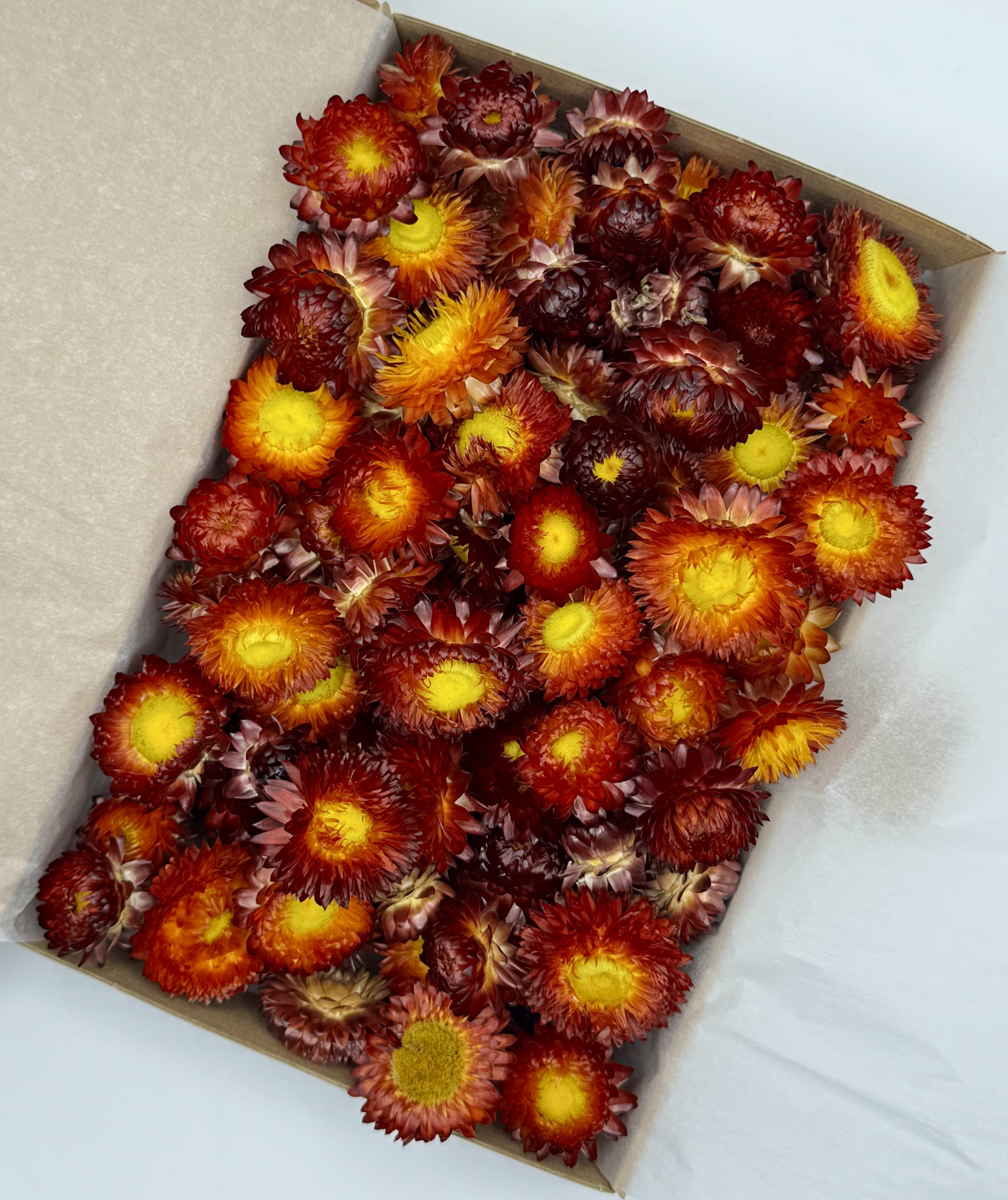 Strohblumenköpfe rot | L