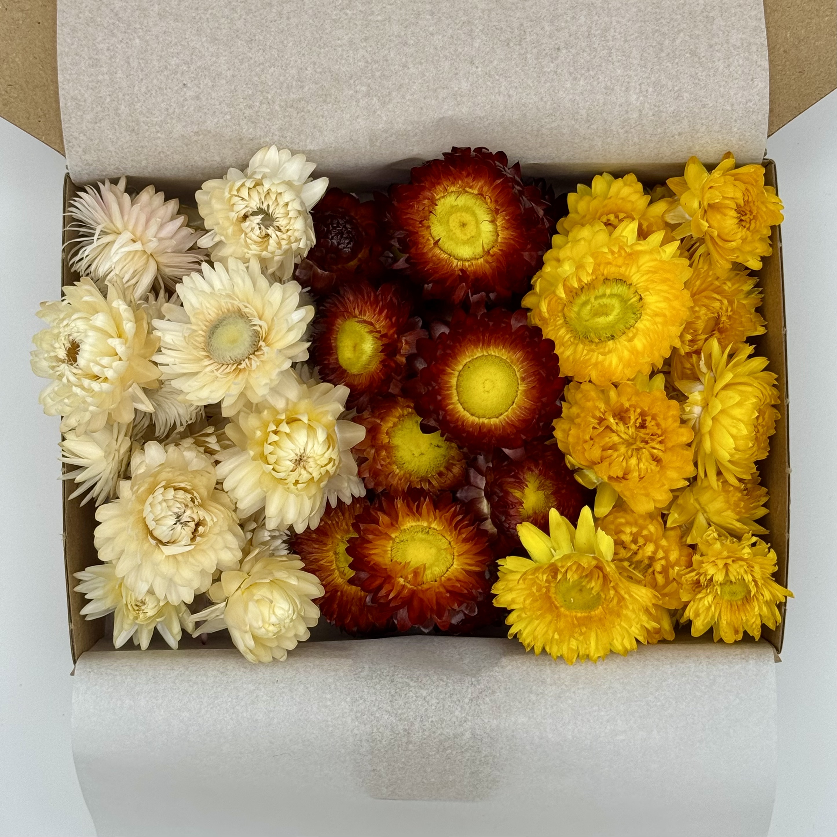 Strohblume Mix | Weiß/Rot/Gelb