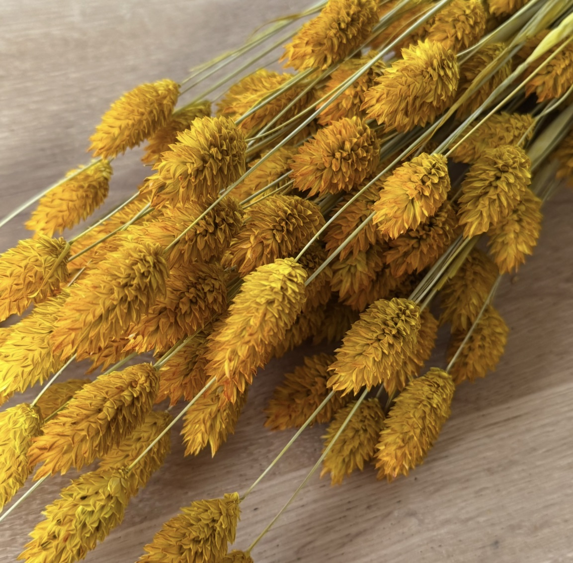 Phalaris | Kanariengras | Sonnengelb