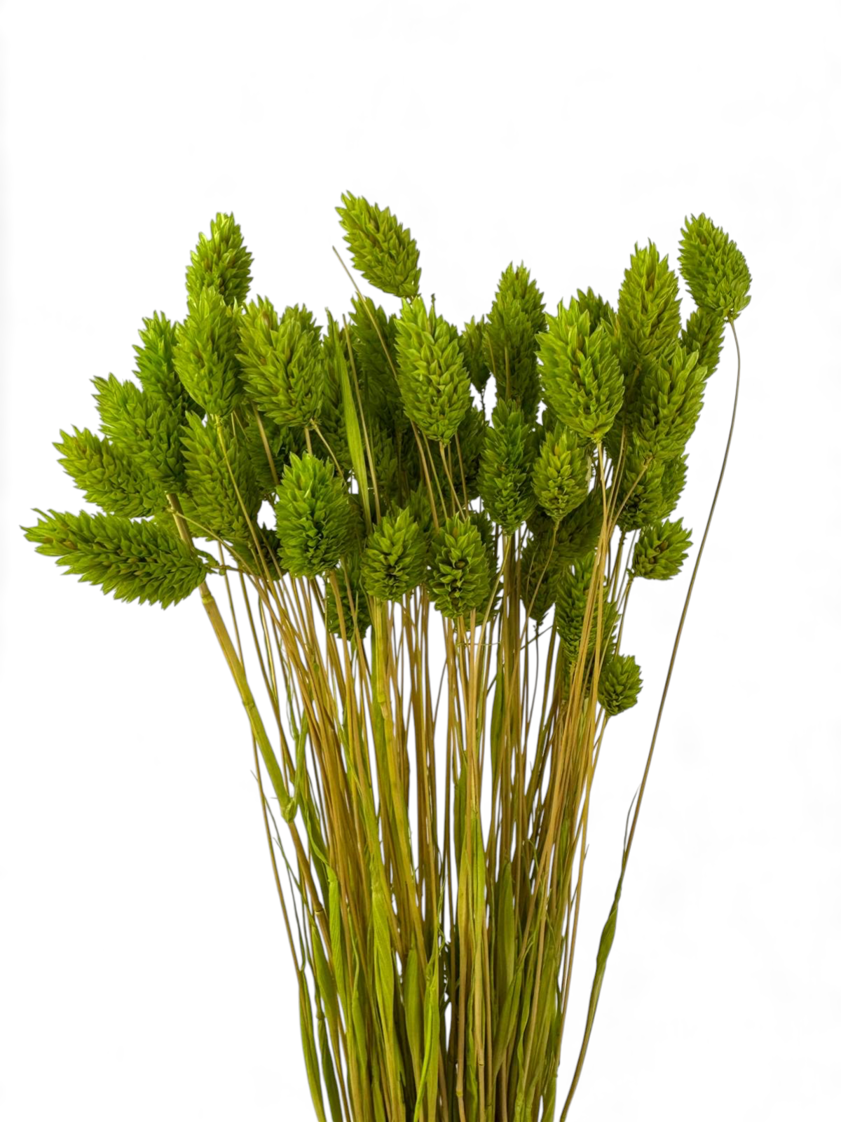 Phalaris | Kanariengras | Apfelgrün