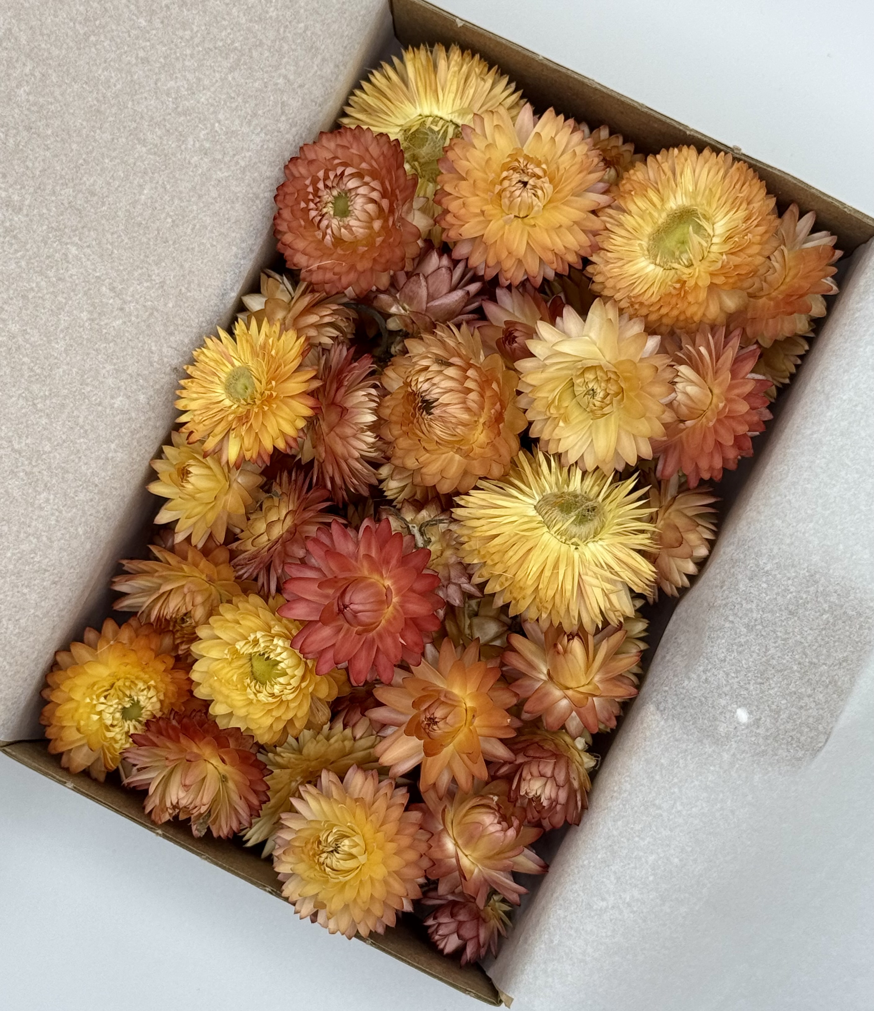 Strohblumenköpfe Salm | S