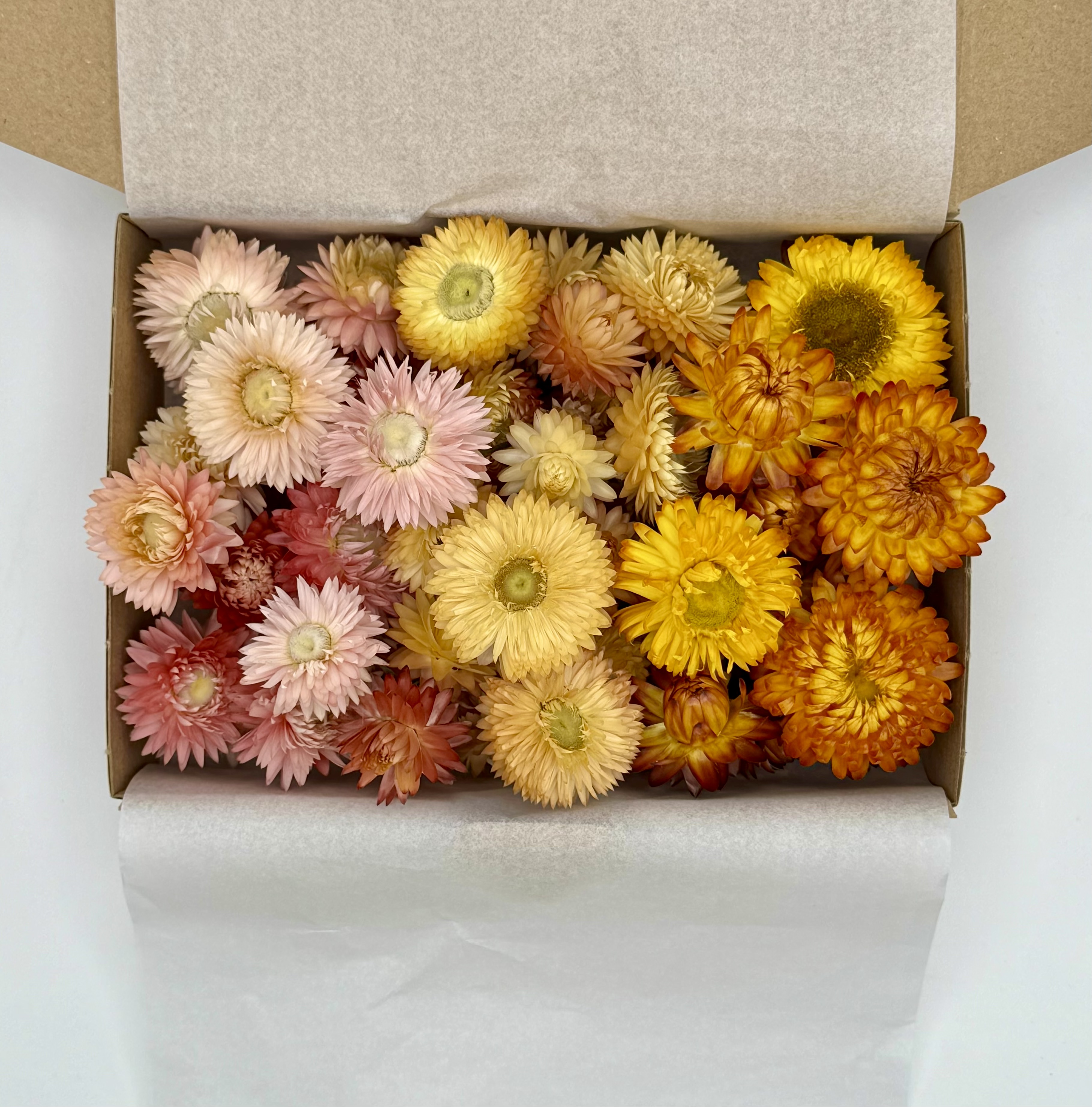 Strohblume Mix | Rosa/Salm/Orange