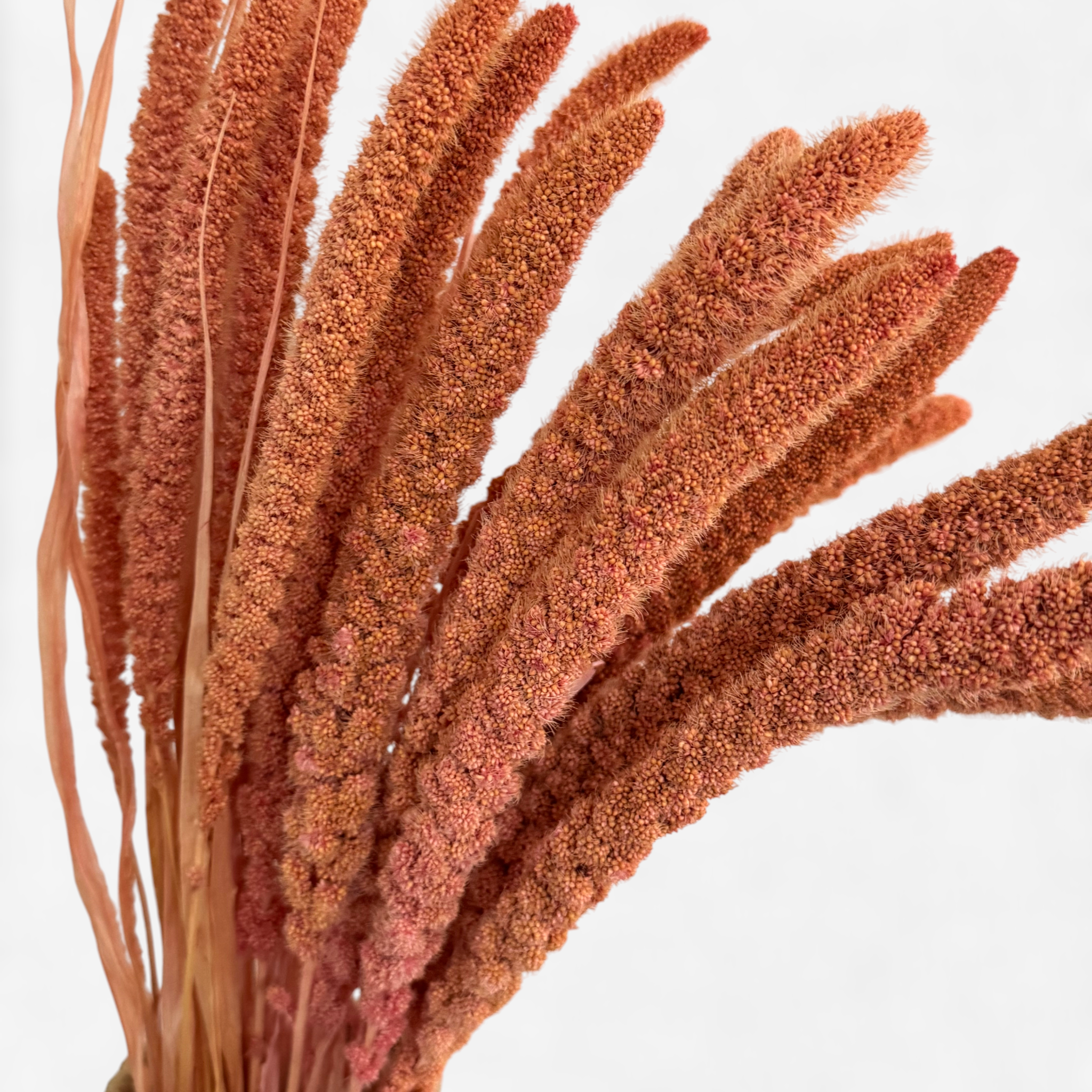 Setaria | Borstenhirse | Altrosa