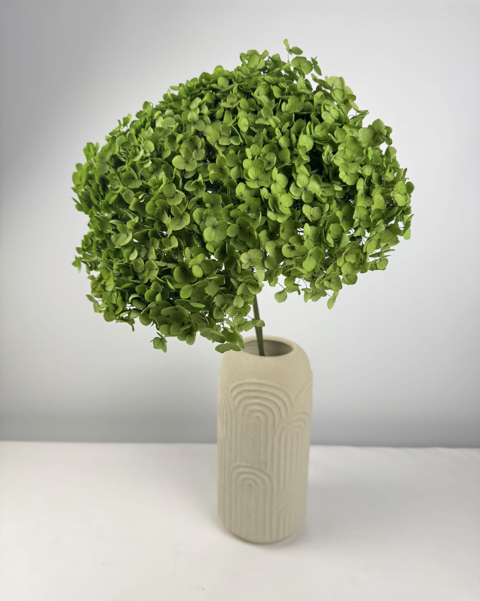 Anna-Hortensie XL mit Stiel | Grün