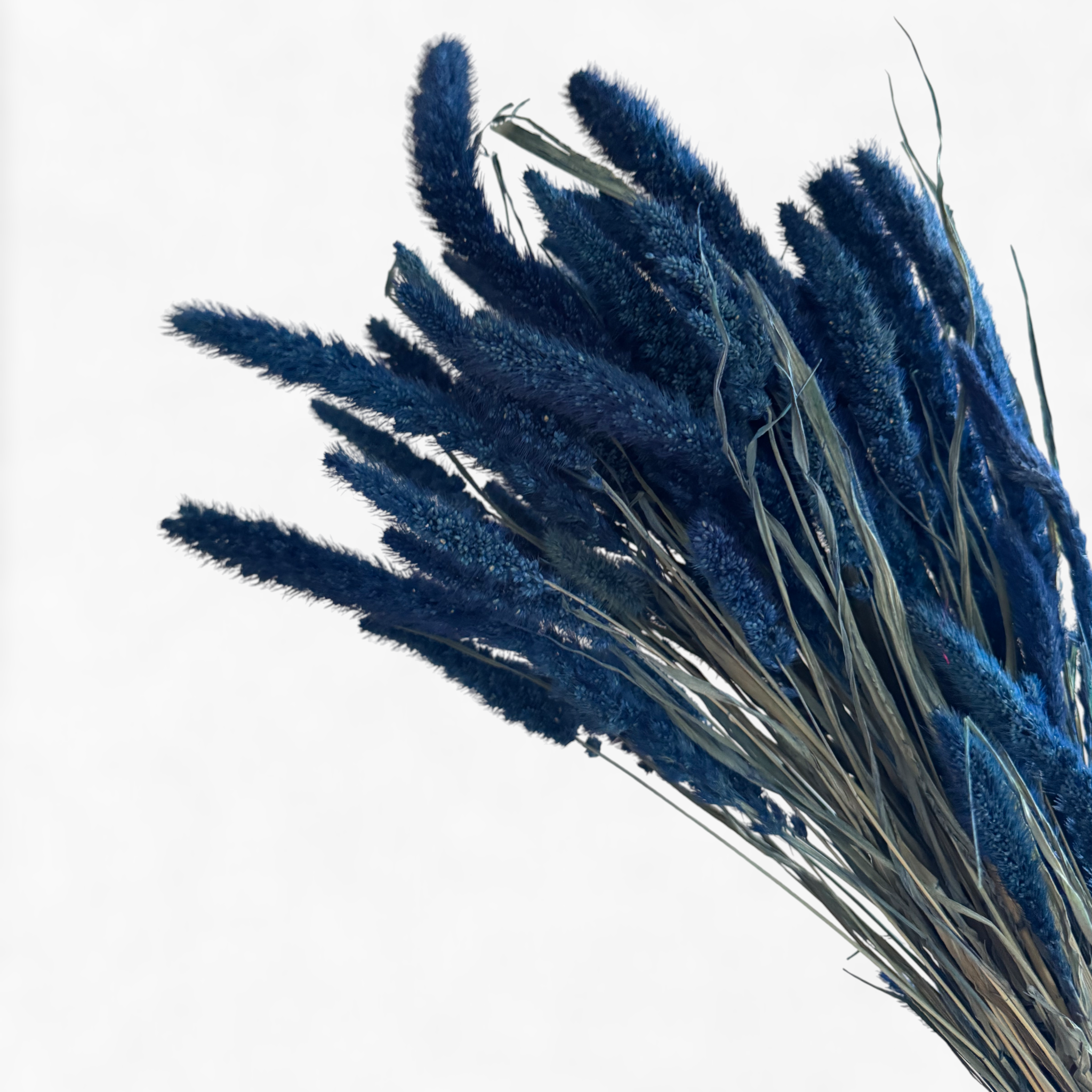 Setaria | Borstenhirse | Blau