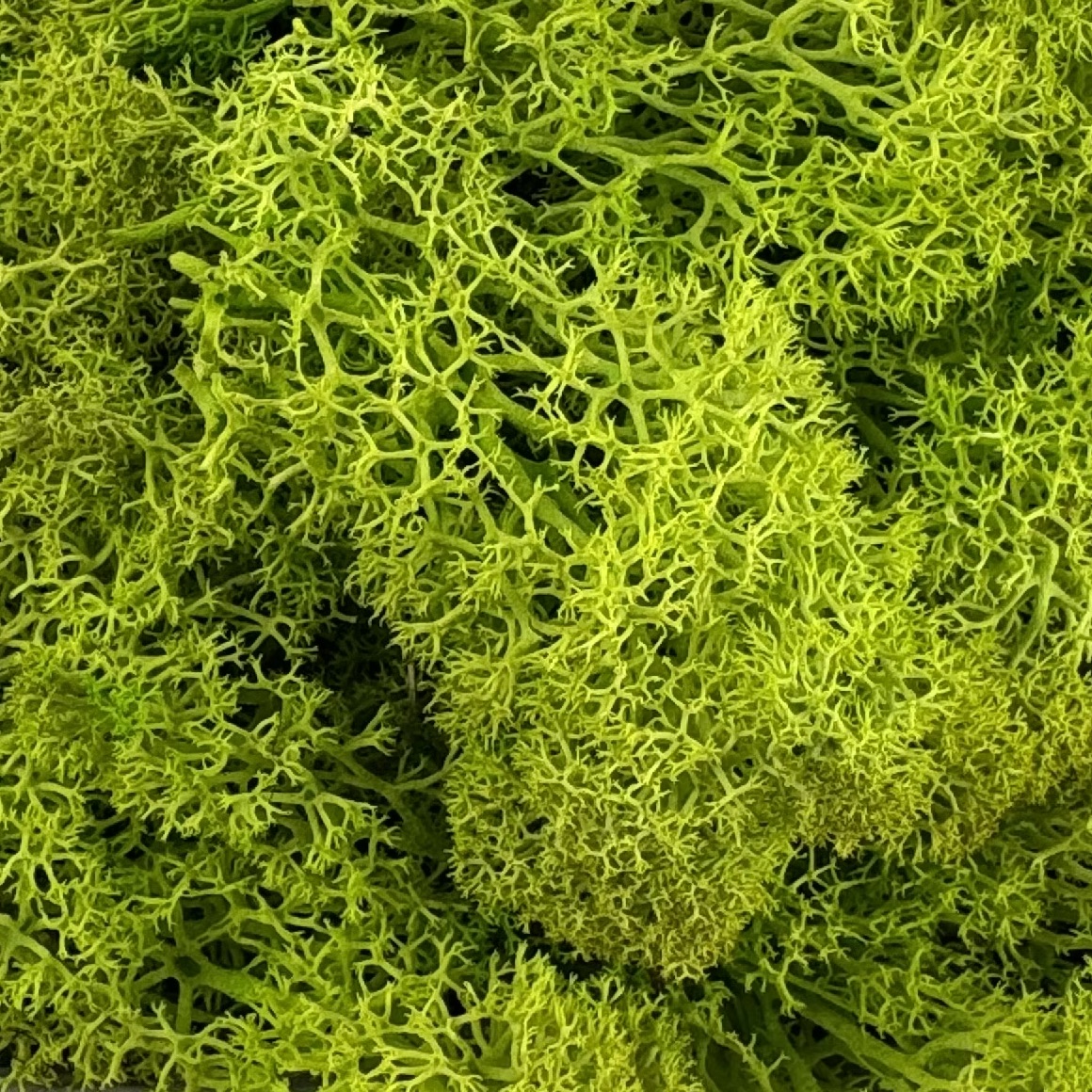 Islandmoos | Hellgrün