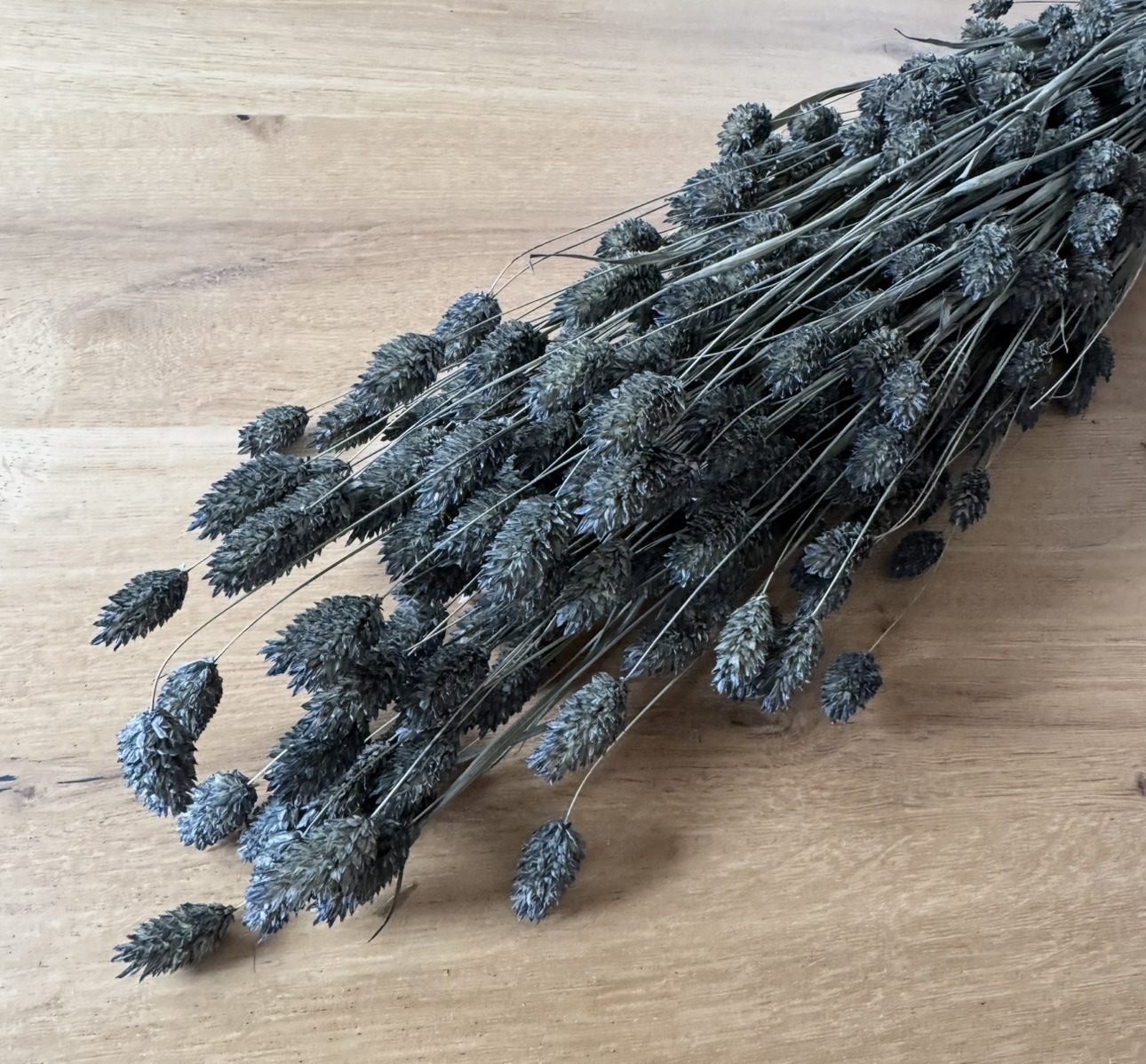 Phalaris | Kanariengras | Anthrazit