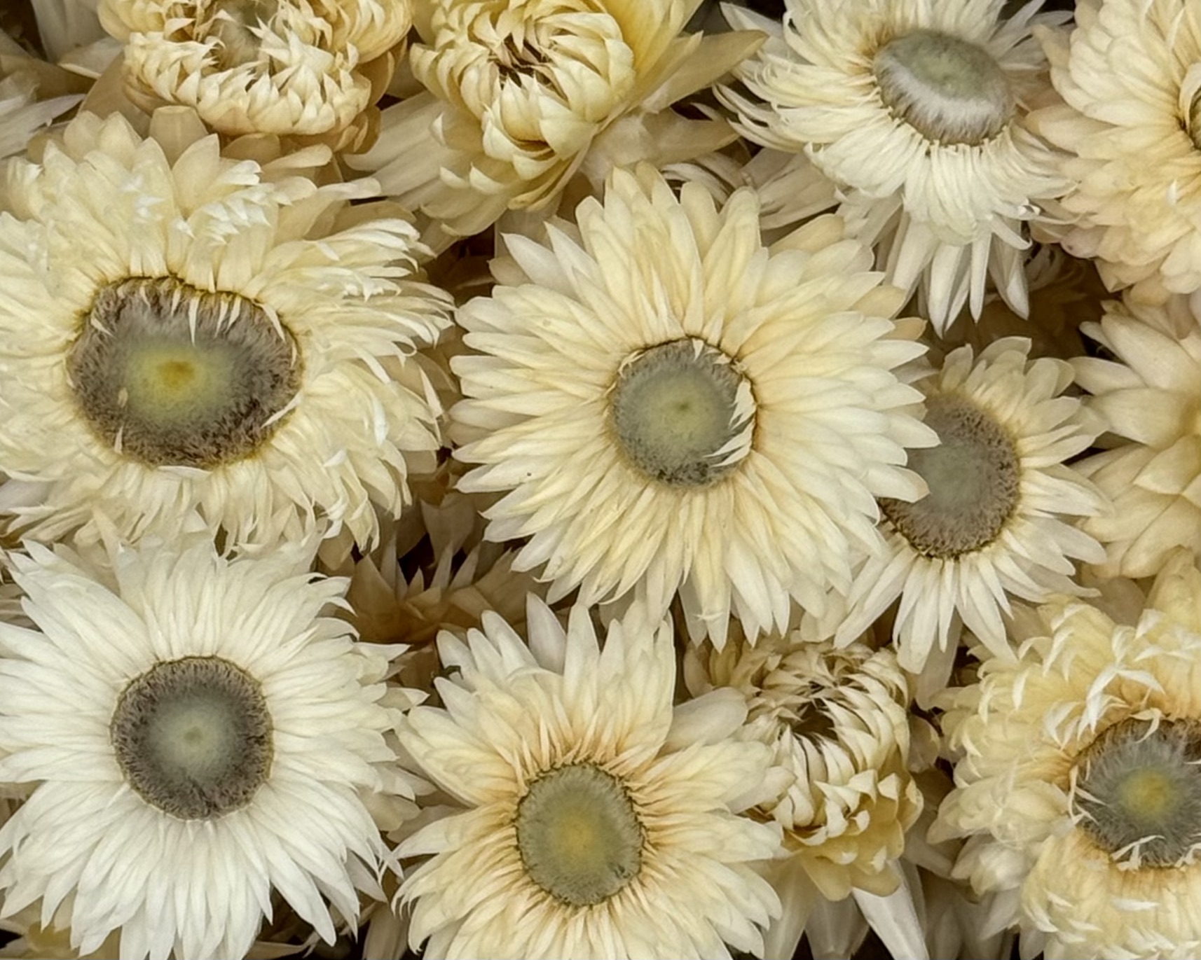 Strohblumenköpfe | Weiß