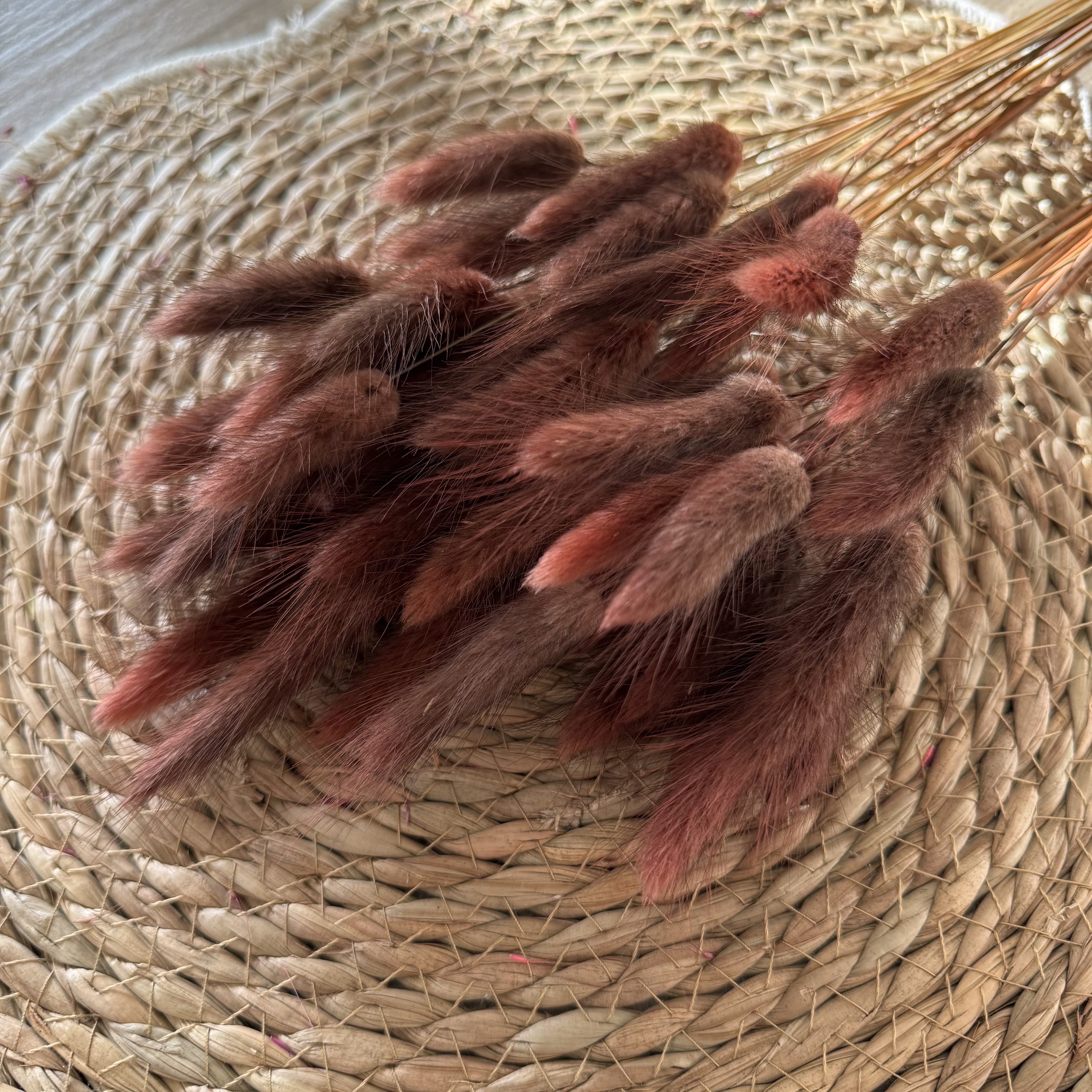 Lagurus | Hasenschwänzchen | Braun/Rot - 50 Stiele