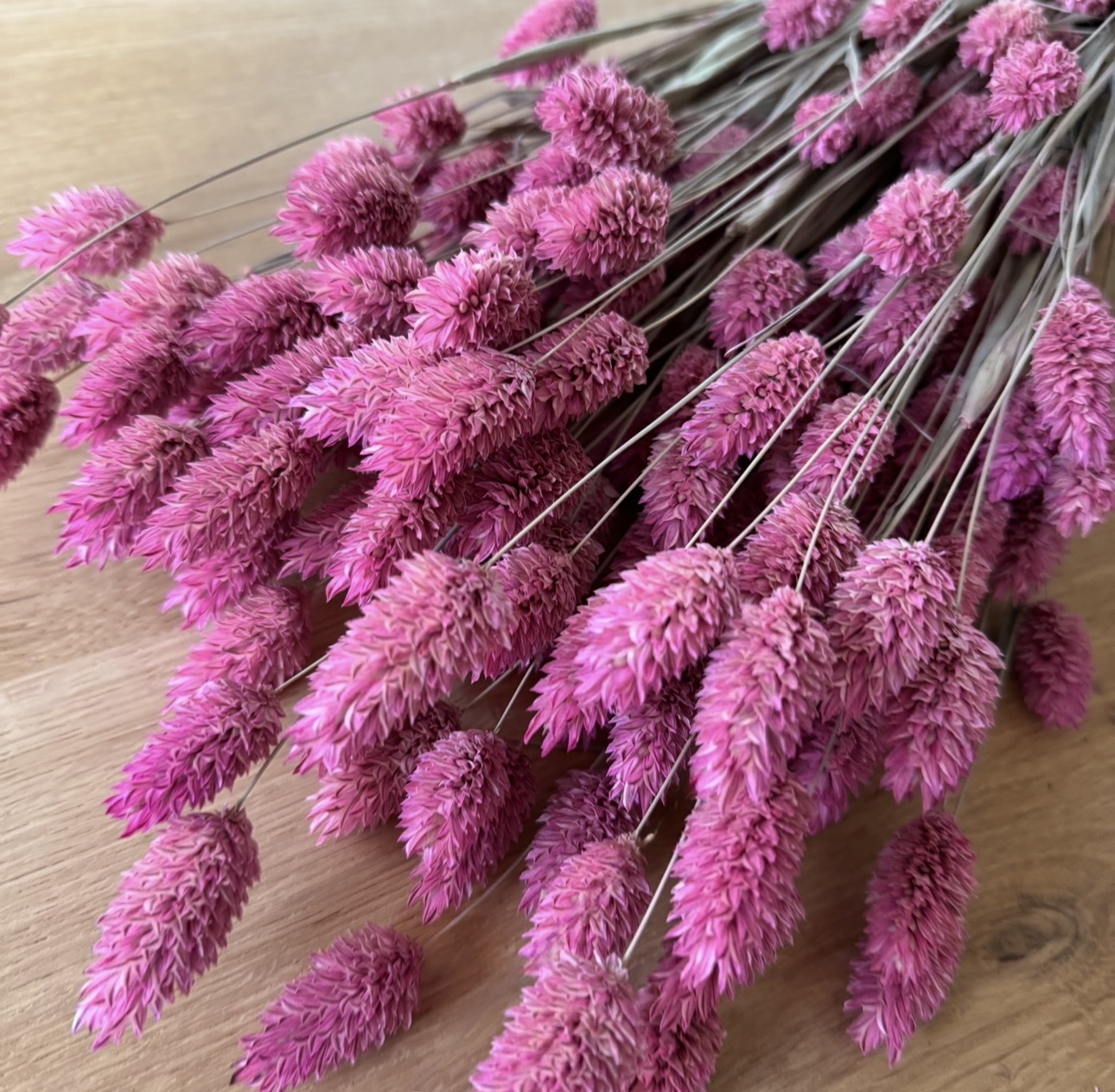 Phalaris | Kanariengras | Rosa