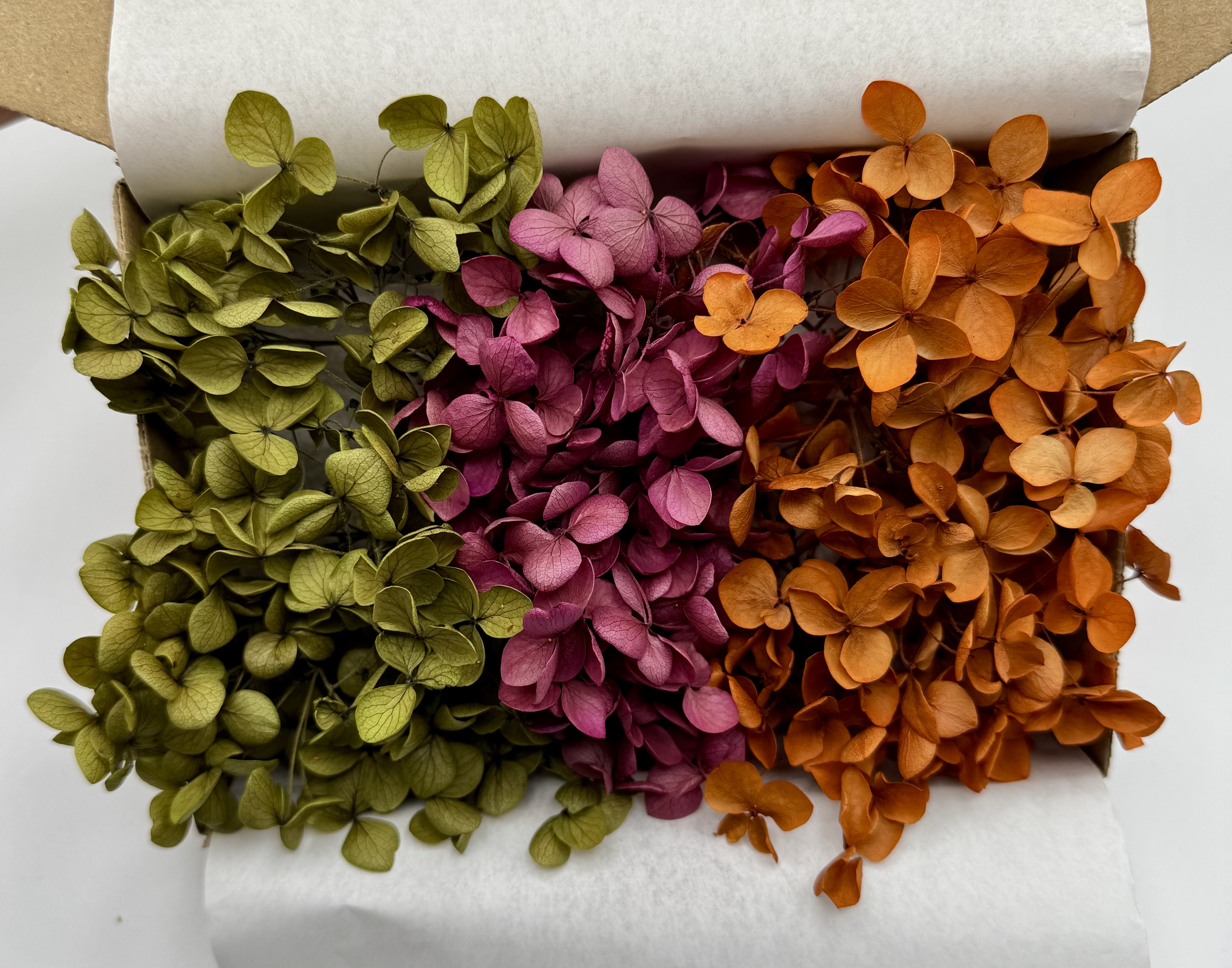 Hortensienzauber No. 3