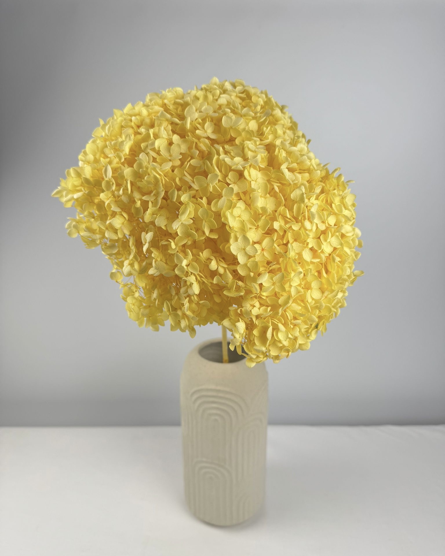 Anna-Hortensie XL mit Stiel | Gelb