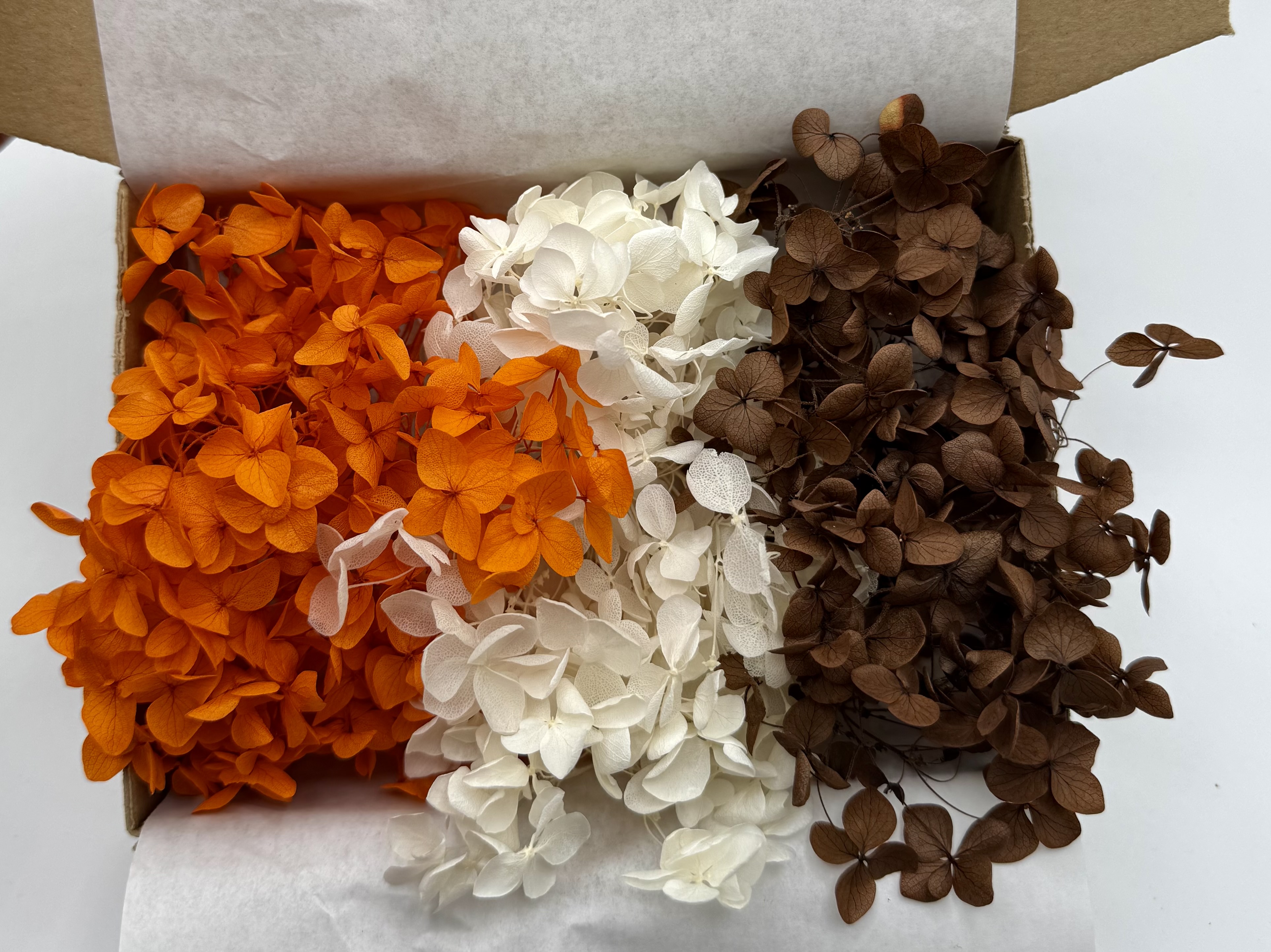 Hortensienzauber No. 2