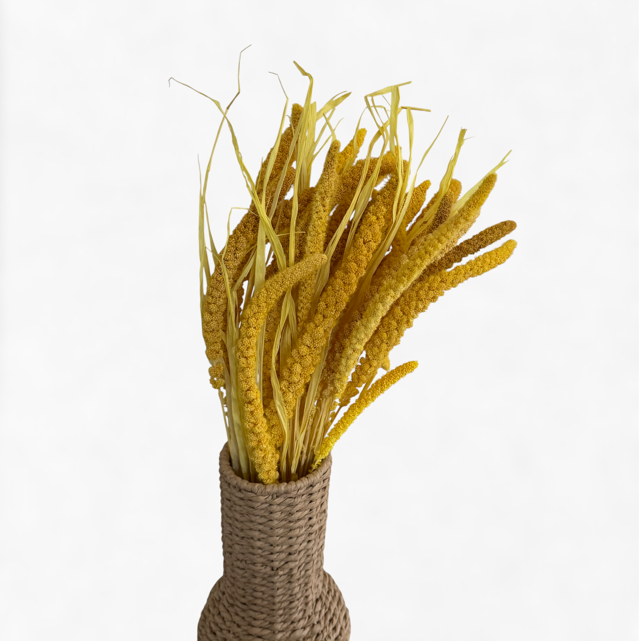 Setaria | Borstenhirse | Gelb
