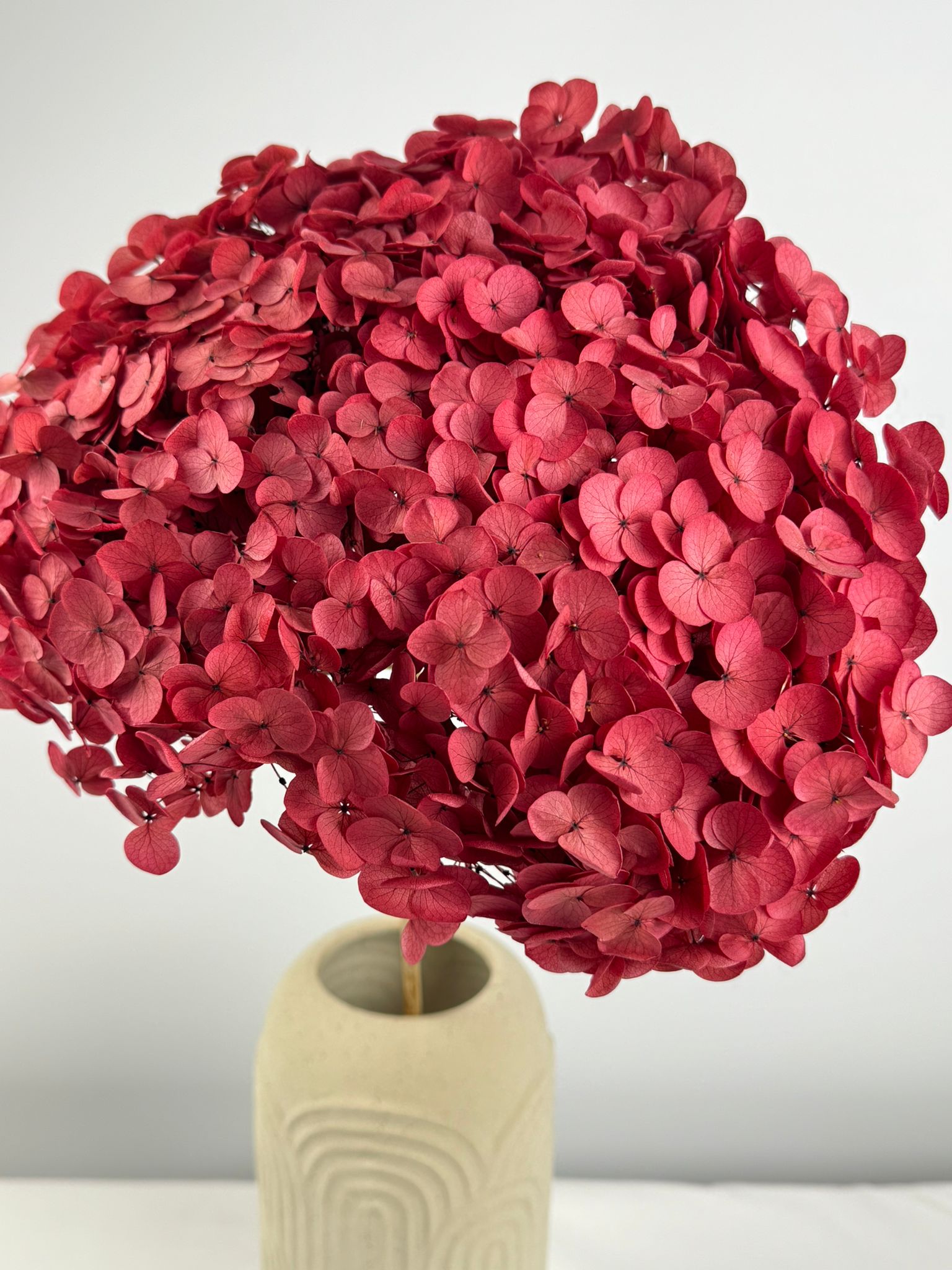Anna-Hortensie XL mit Stiel vers. Farben