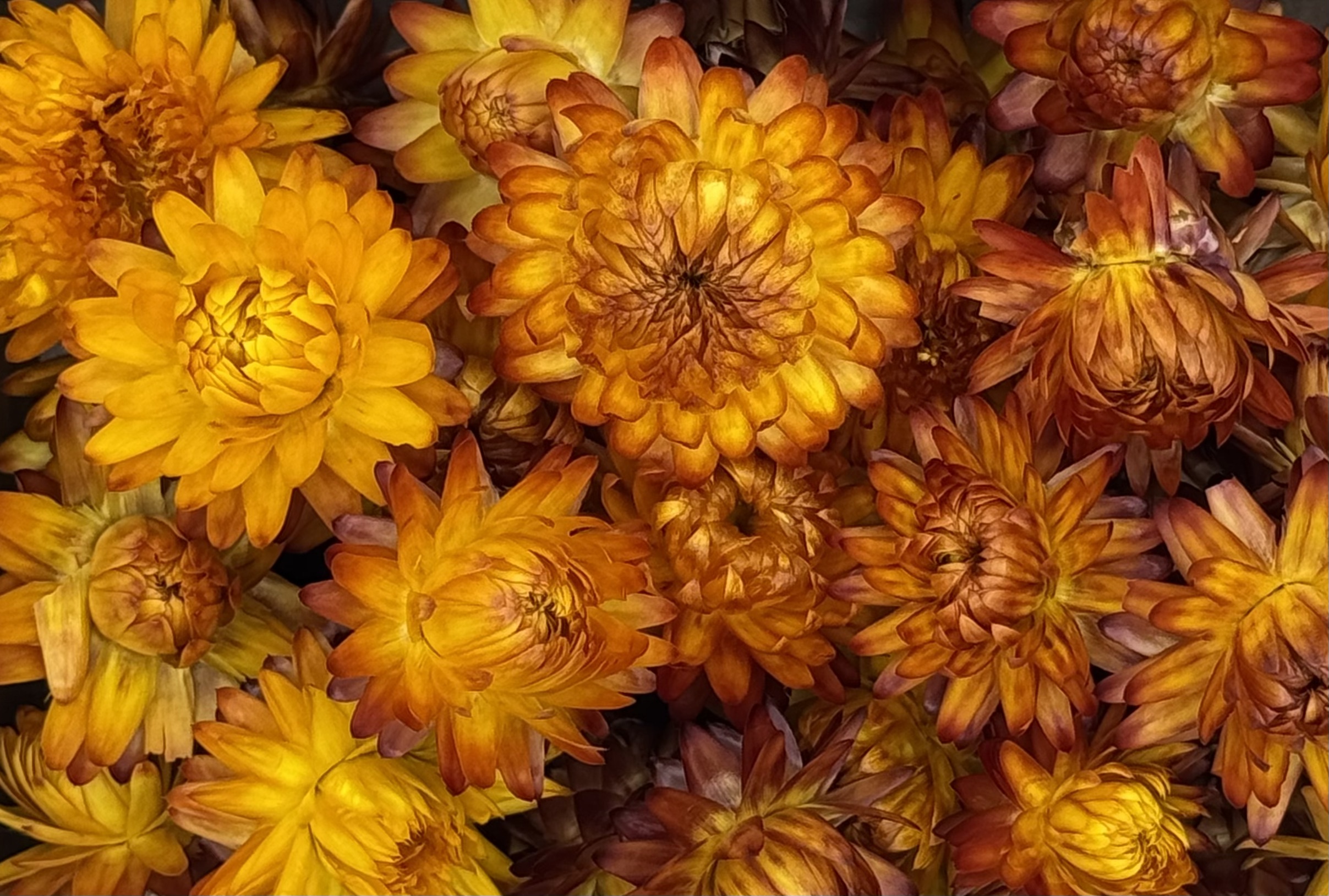 Strohblumenköpfe | Orange