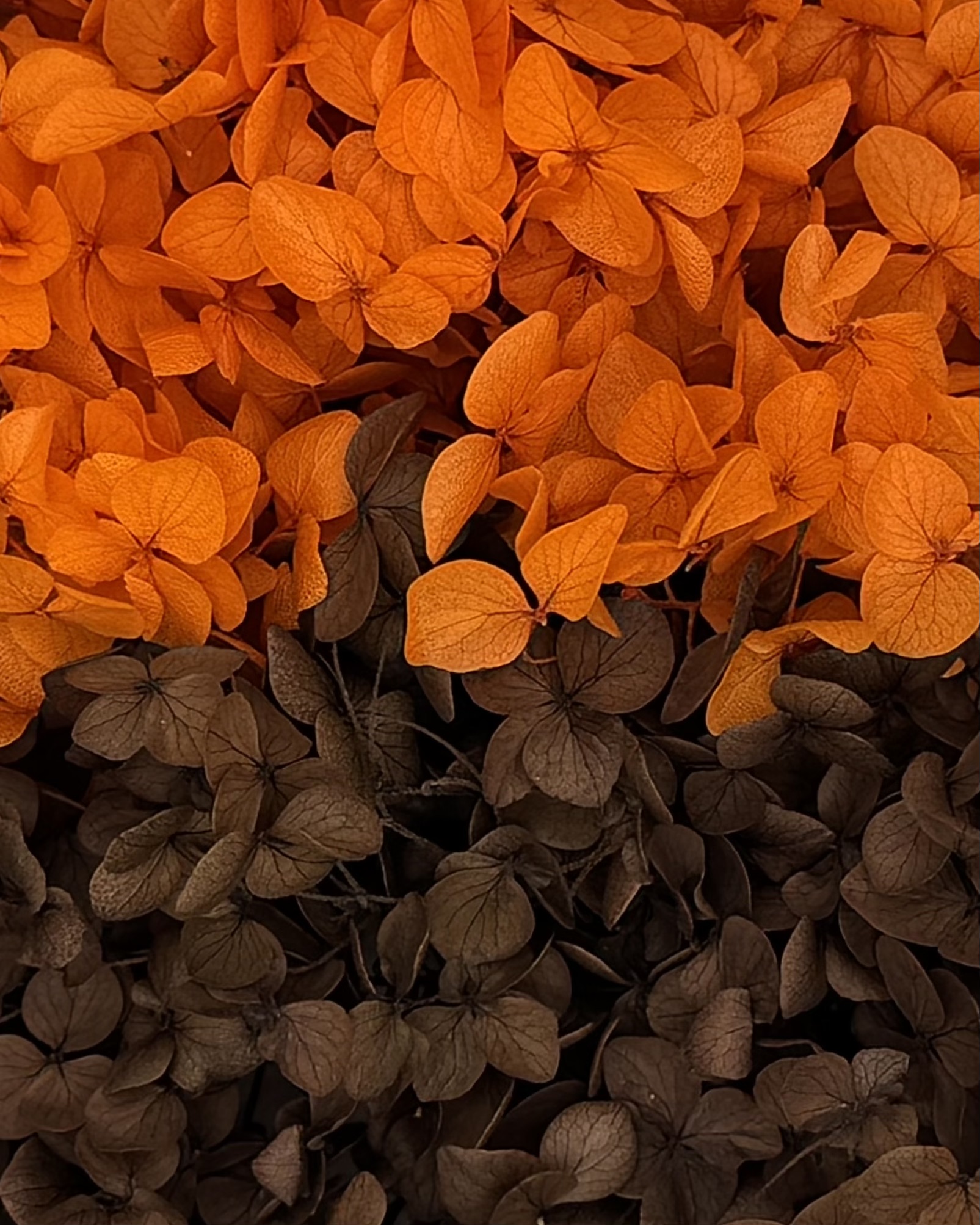 Hortensien Mix - Braun/Orange