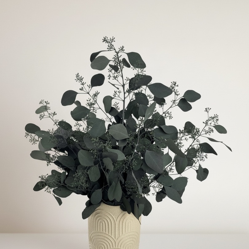 Eukalyptus Populus mit Früchte | Konserviert