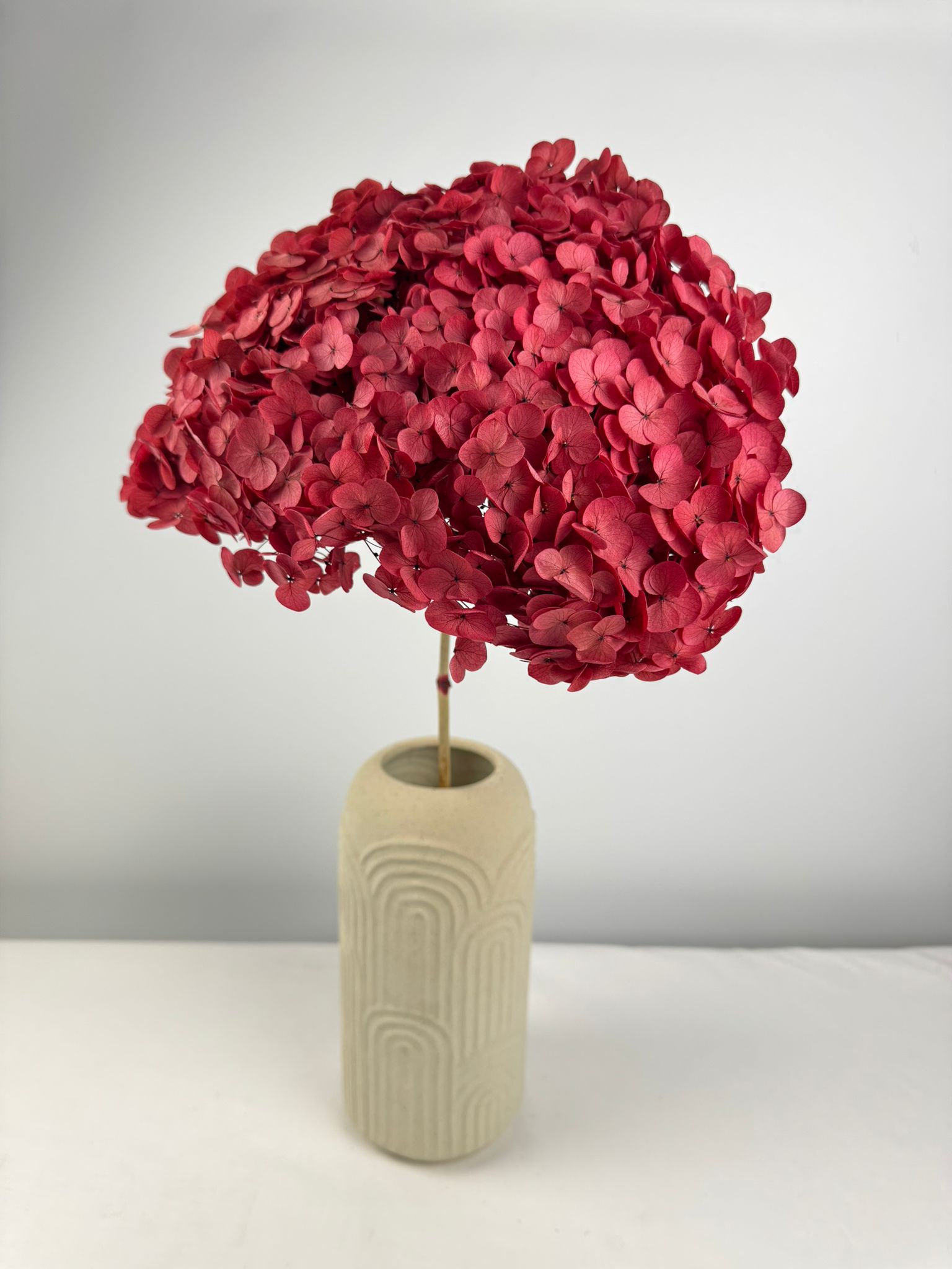 Anna-Hortensie XL mit Stiel | Bordeaux