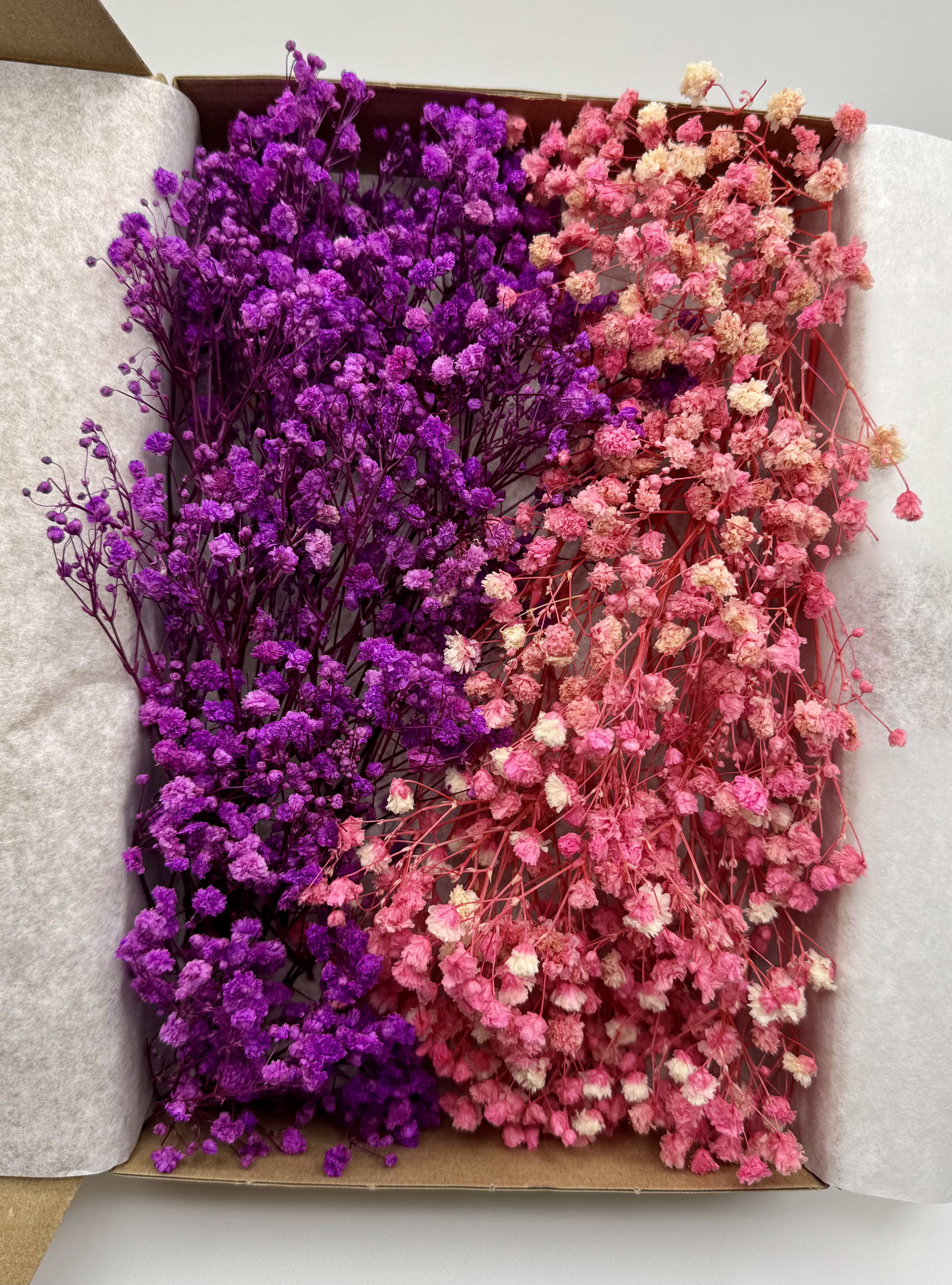 Schleierkrautbox No. 1