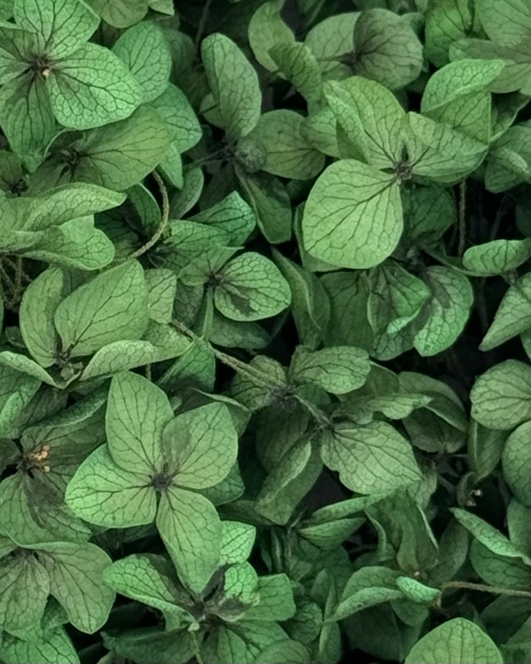 Hortensienzauber Grün