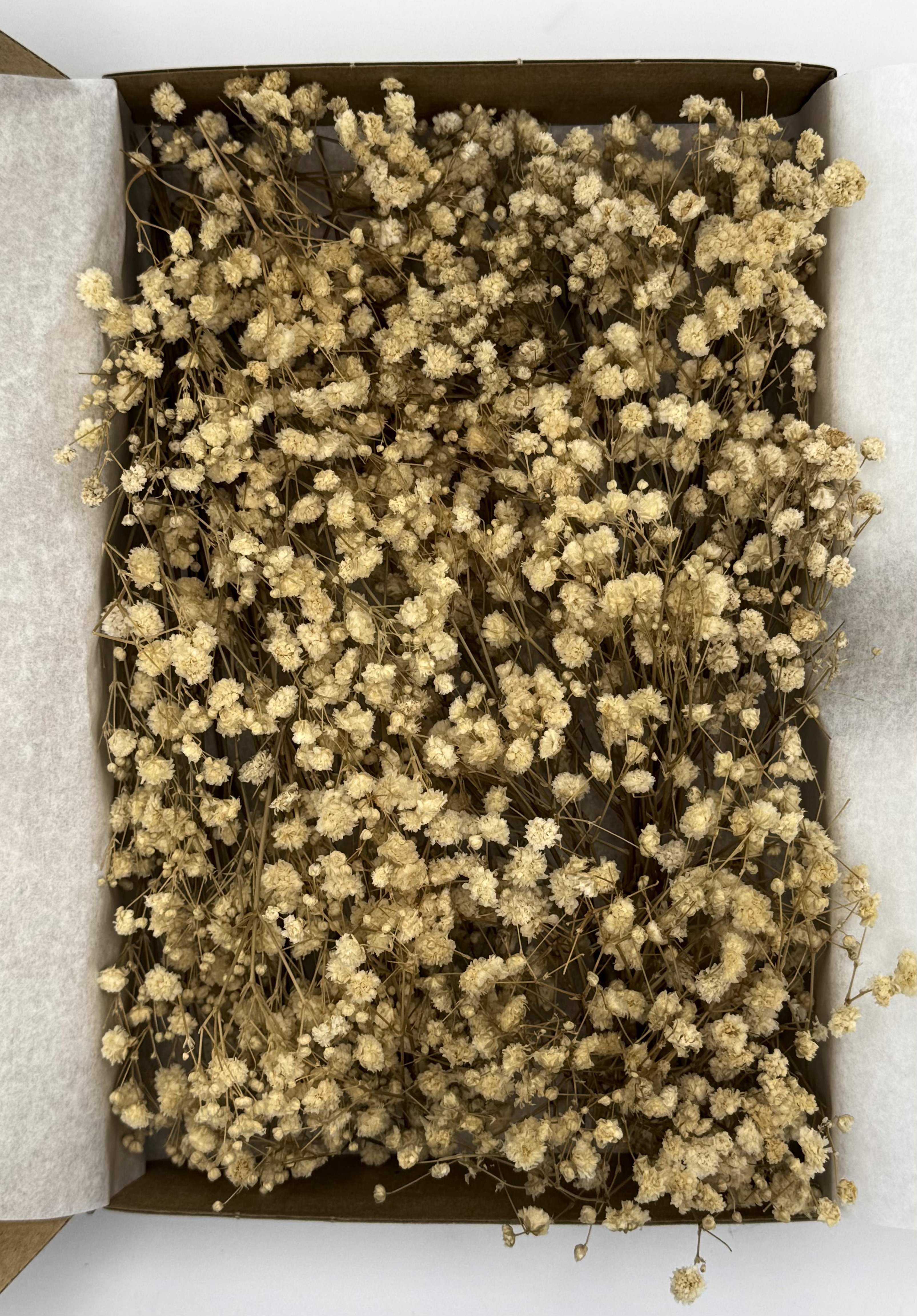 Schleierkrautbox No. 3