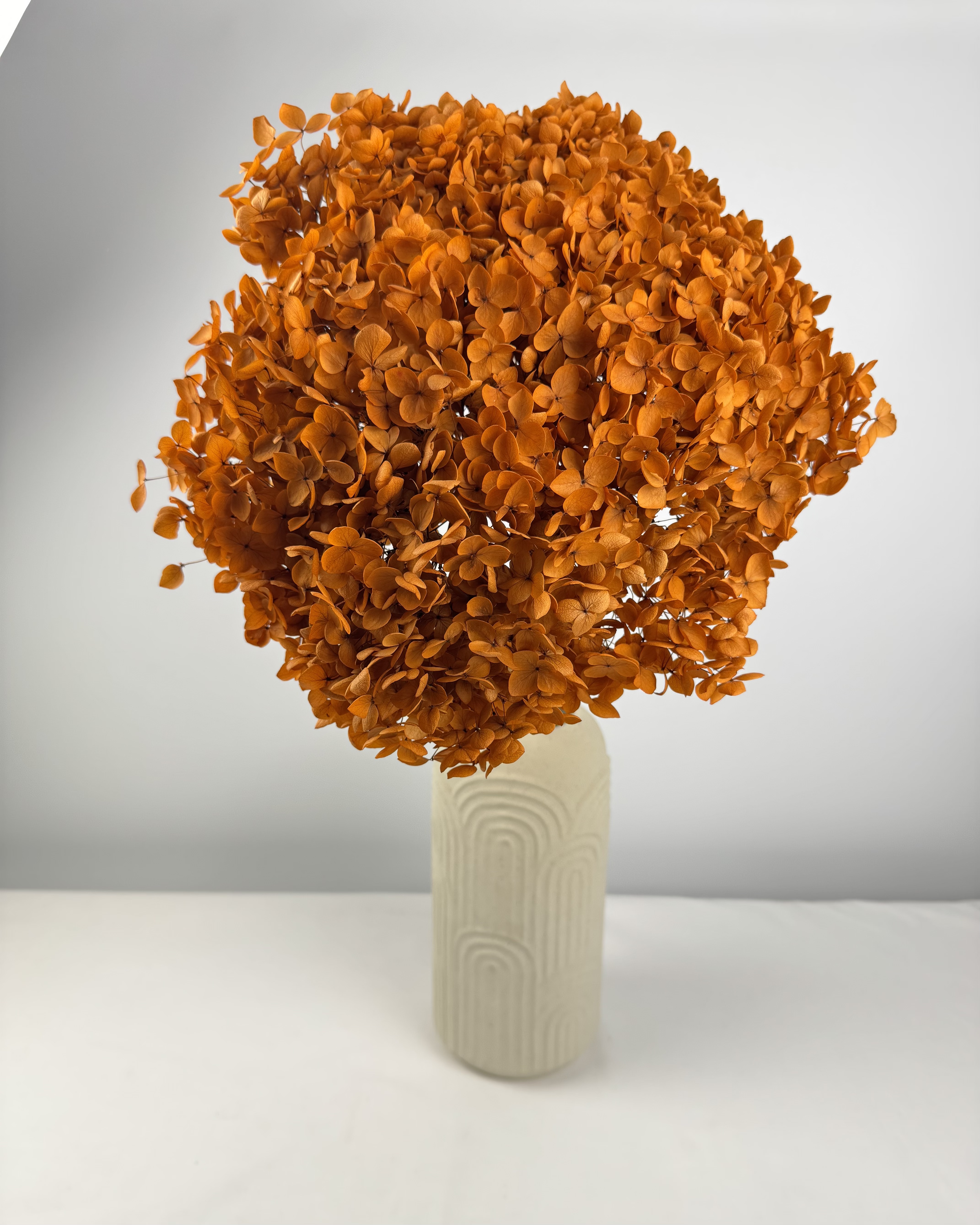 Anna-Hortensie XL mit Stiel | Orange