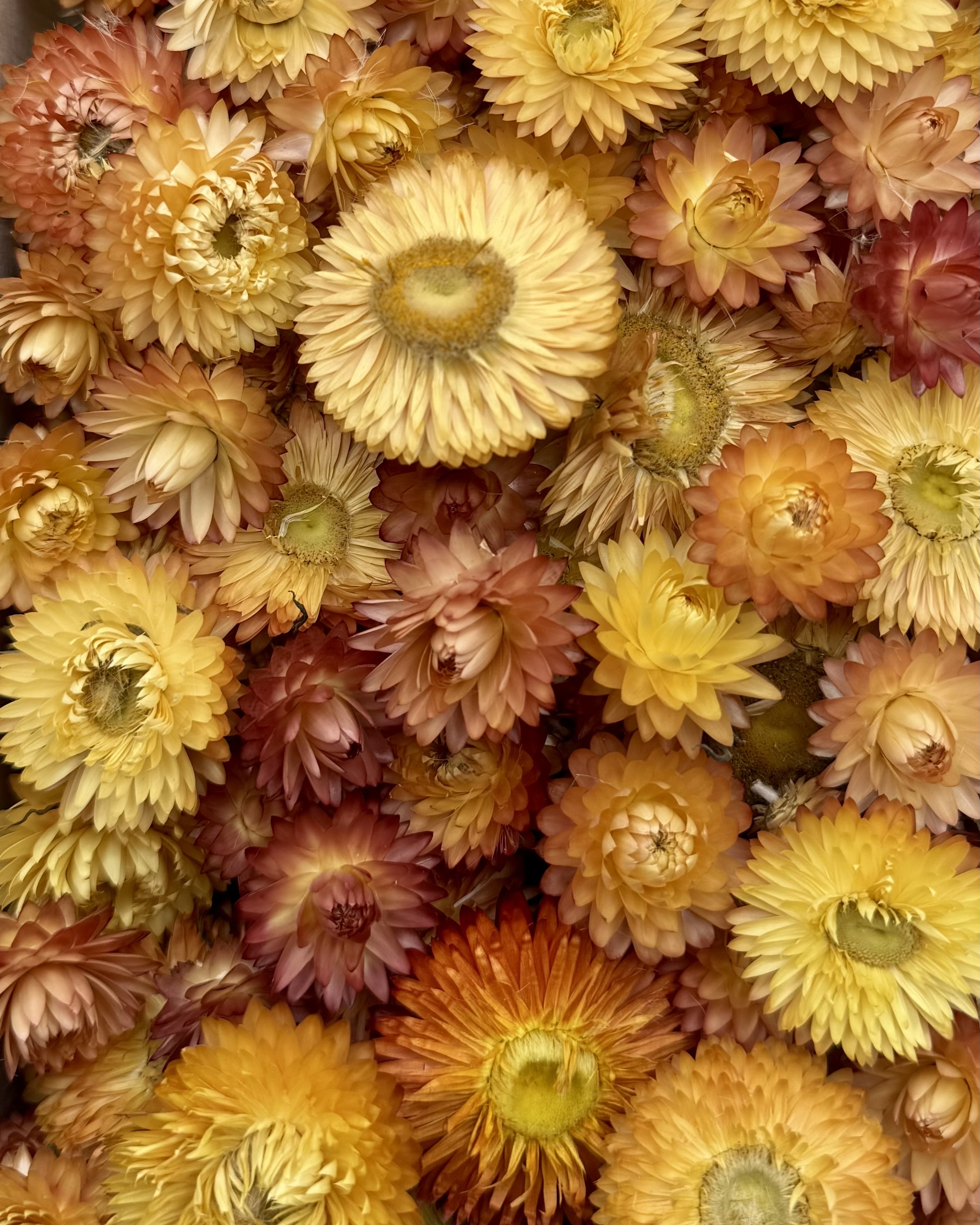 Strohblumenköpfe Salm | L