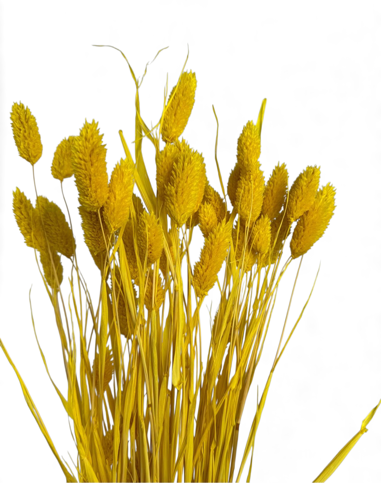 Phalaris | Kanariengras | Gelb