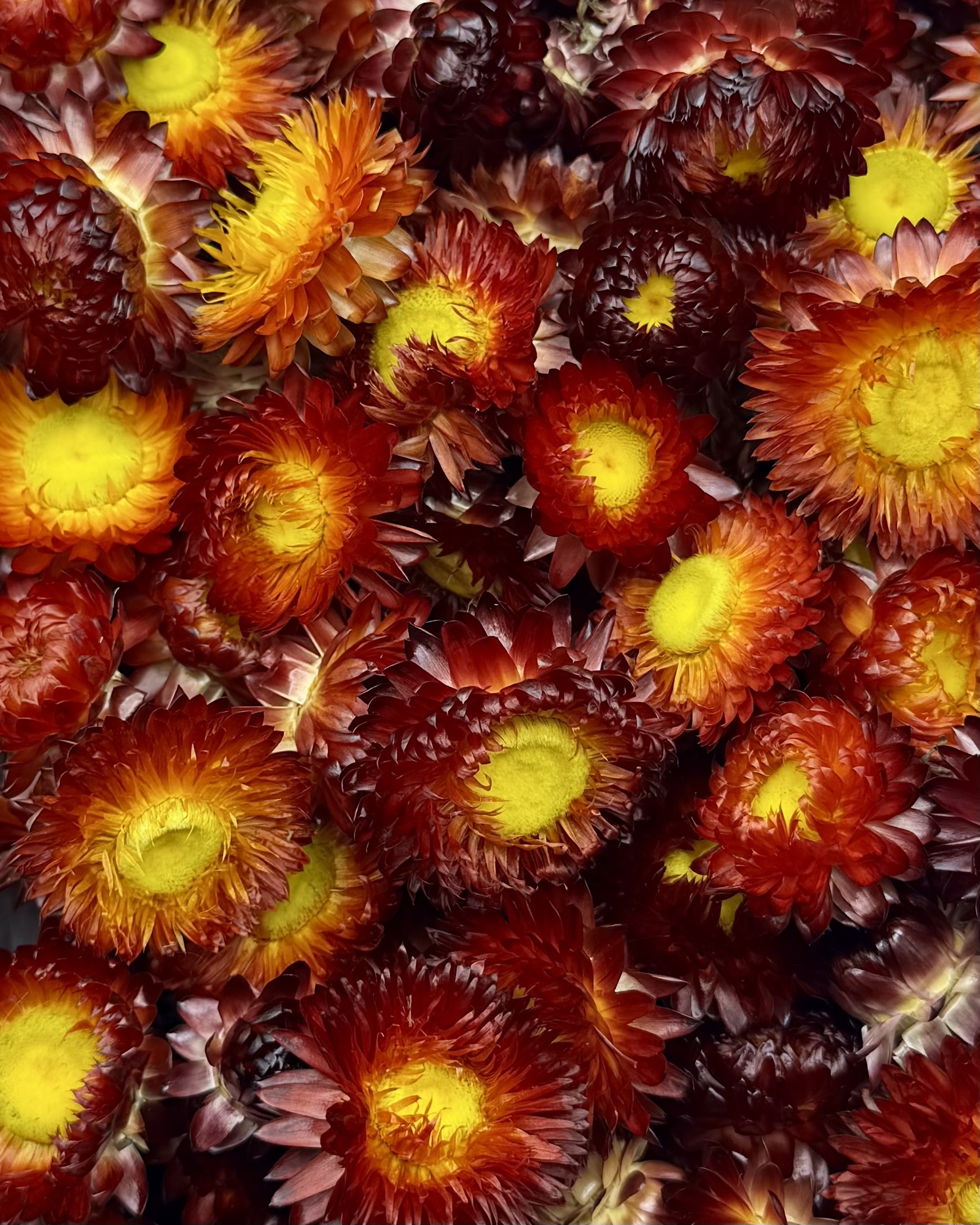 Strohblumenköpfe Rot | S