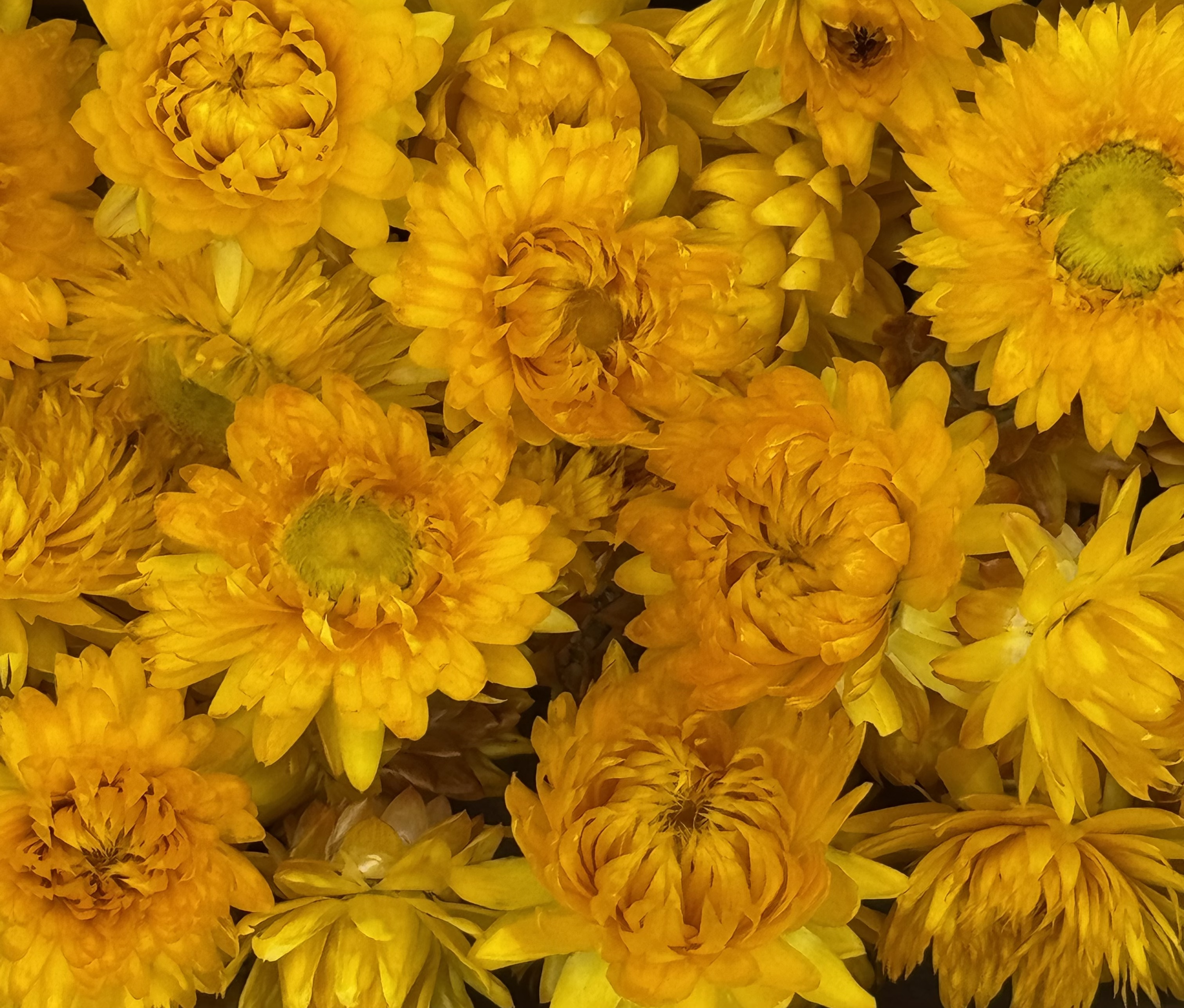 Strohblumenköpfe | Gelb